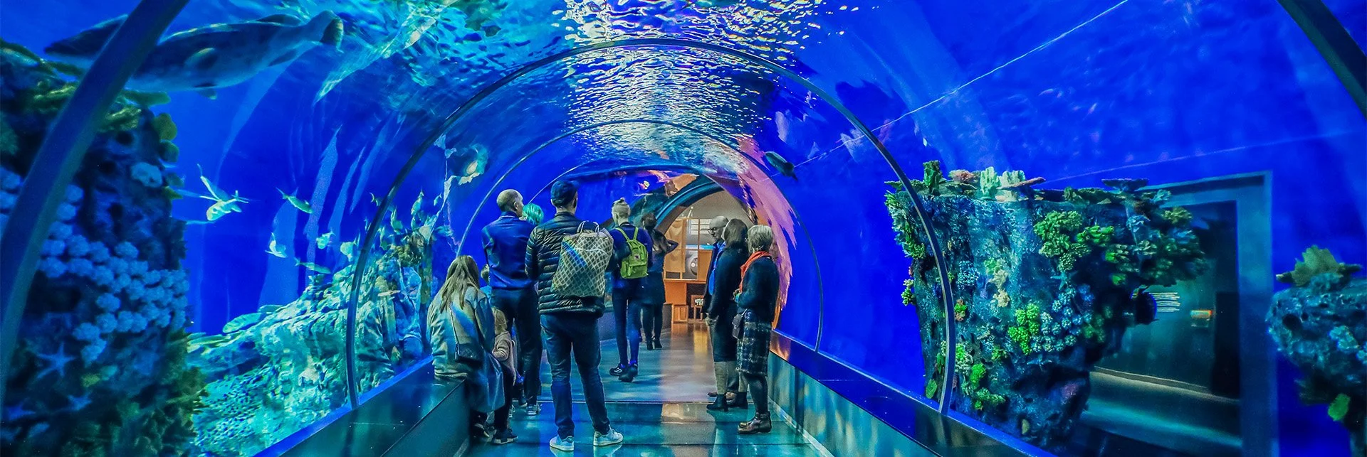 Visitors walking through a bright blue, immersive glass underwater viewing tunnel surrounded by marine life at Nausicaá aquarium.