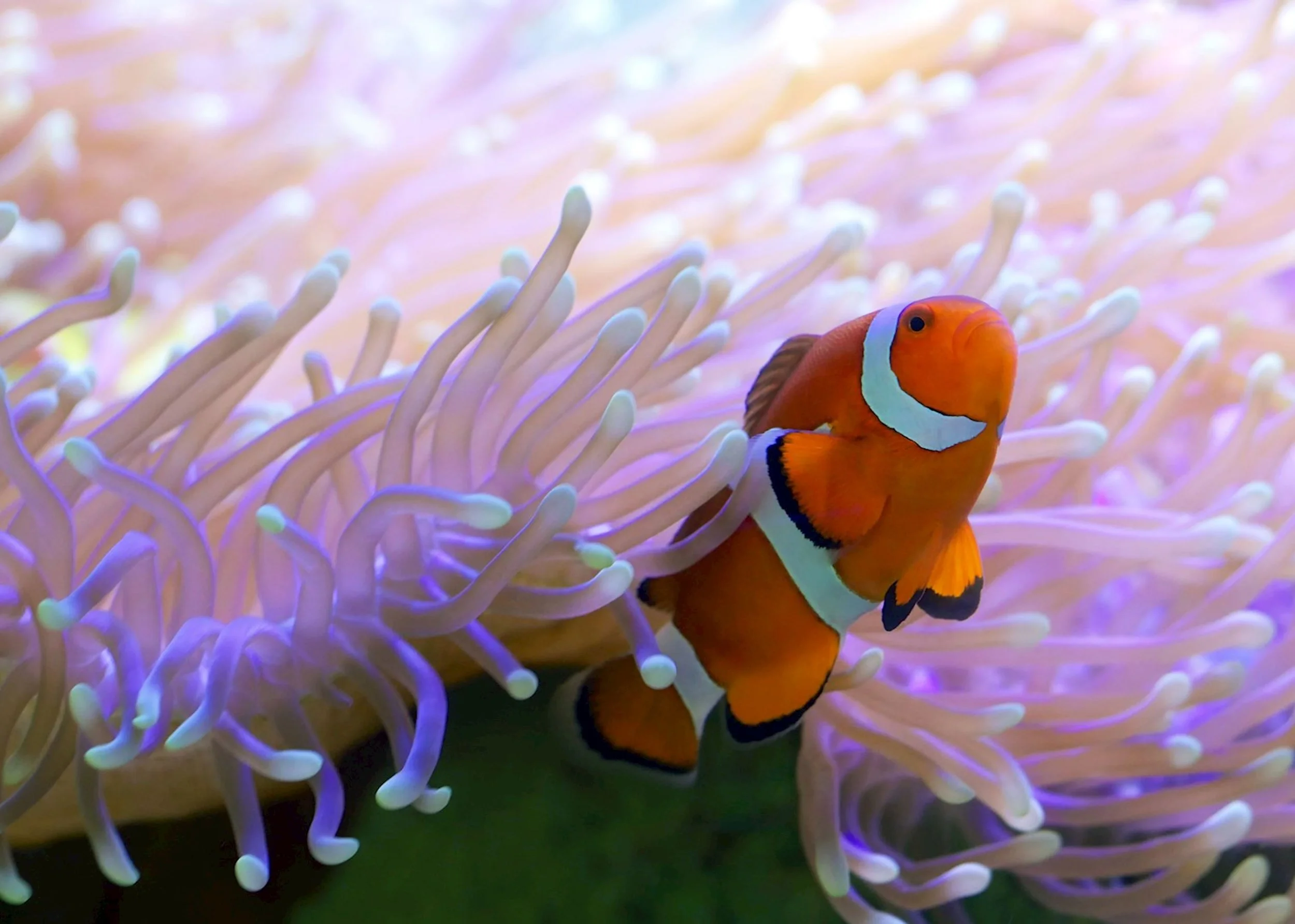 A close-up shot of a bright orange and white striped clownfish nestled within the soft, pale purple-tipped tentacles of a sea anemone.