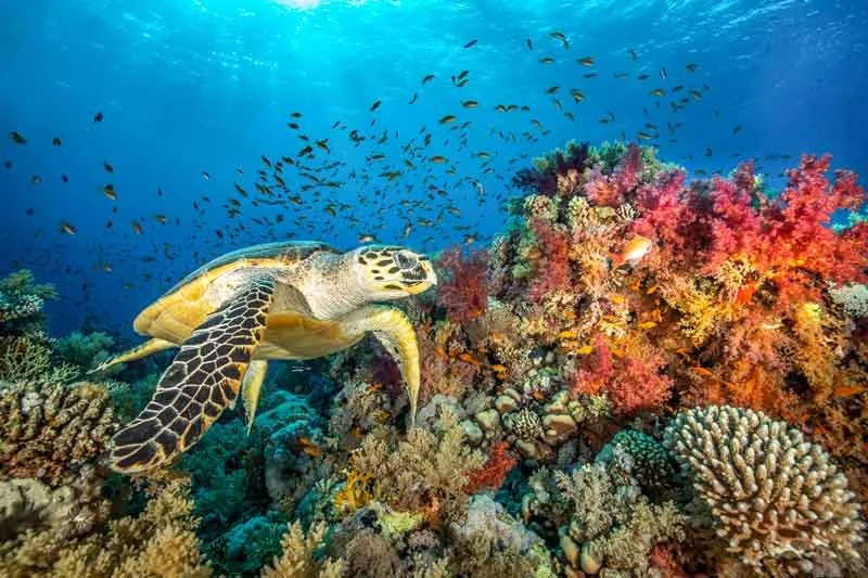 A green sea turtle swimming past vibrant pink and red soft corals, surrounded by a school of small orange anthias fish under bright sunbeams in the Red Sea.