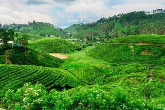 Sri Lanka Highlight Itinerary Tea Planations