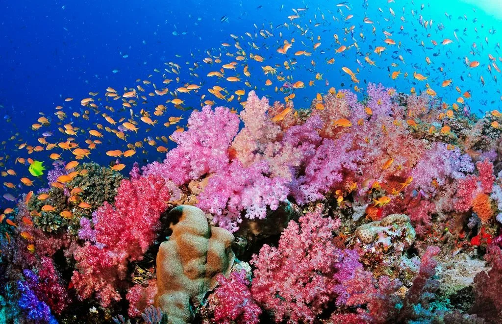 A breathtaking underwater garden of bright pink, red, and lavender soft corals teeming with a massive school of tiny orange anthias fish in Fiji's clear blue ocean.