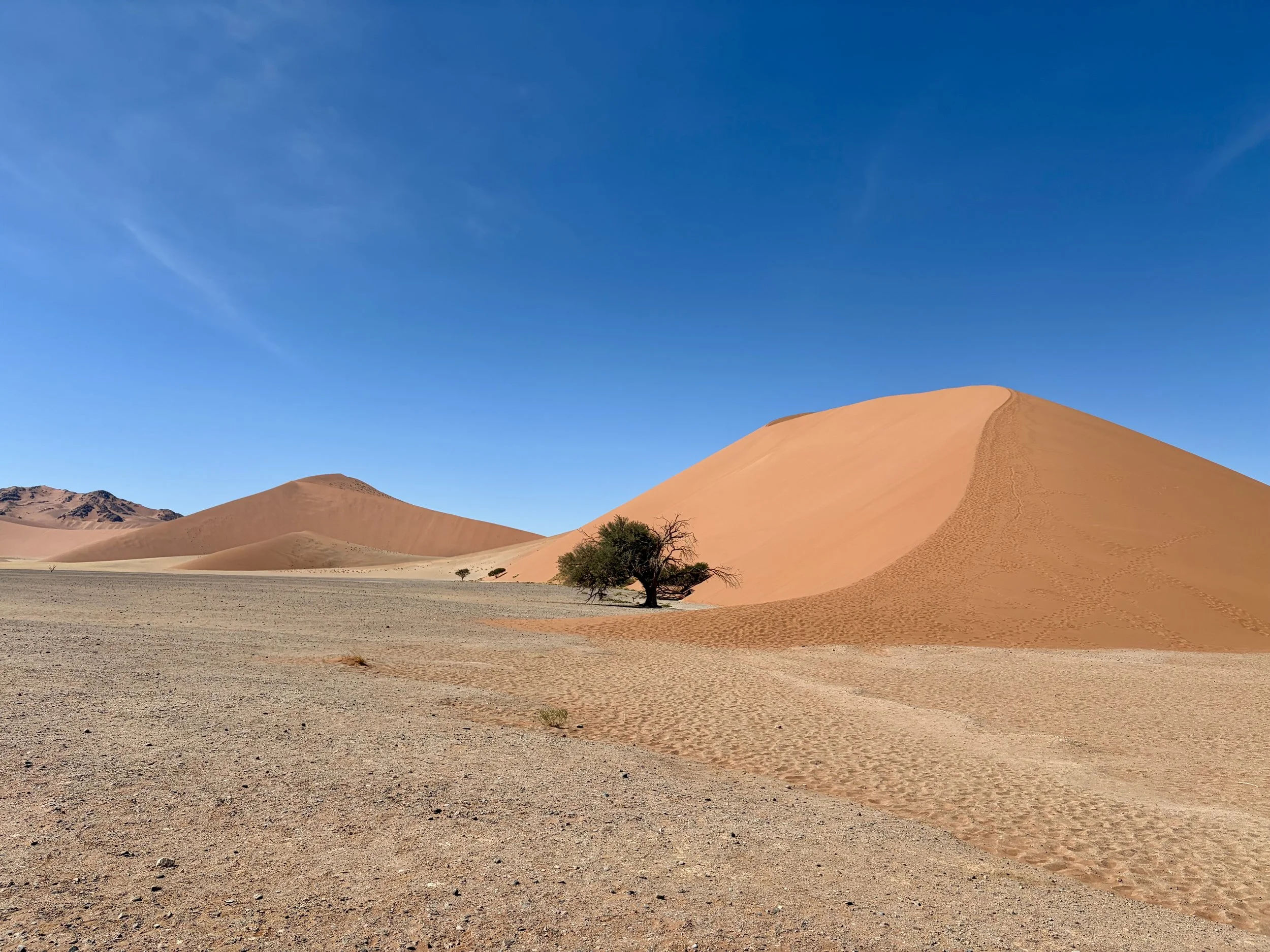 Desert landscape with large orange sand dunes, a single tree, and a clear blue sky.