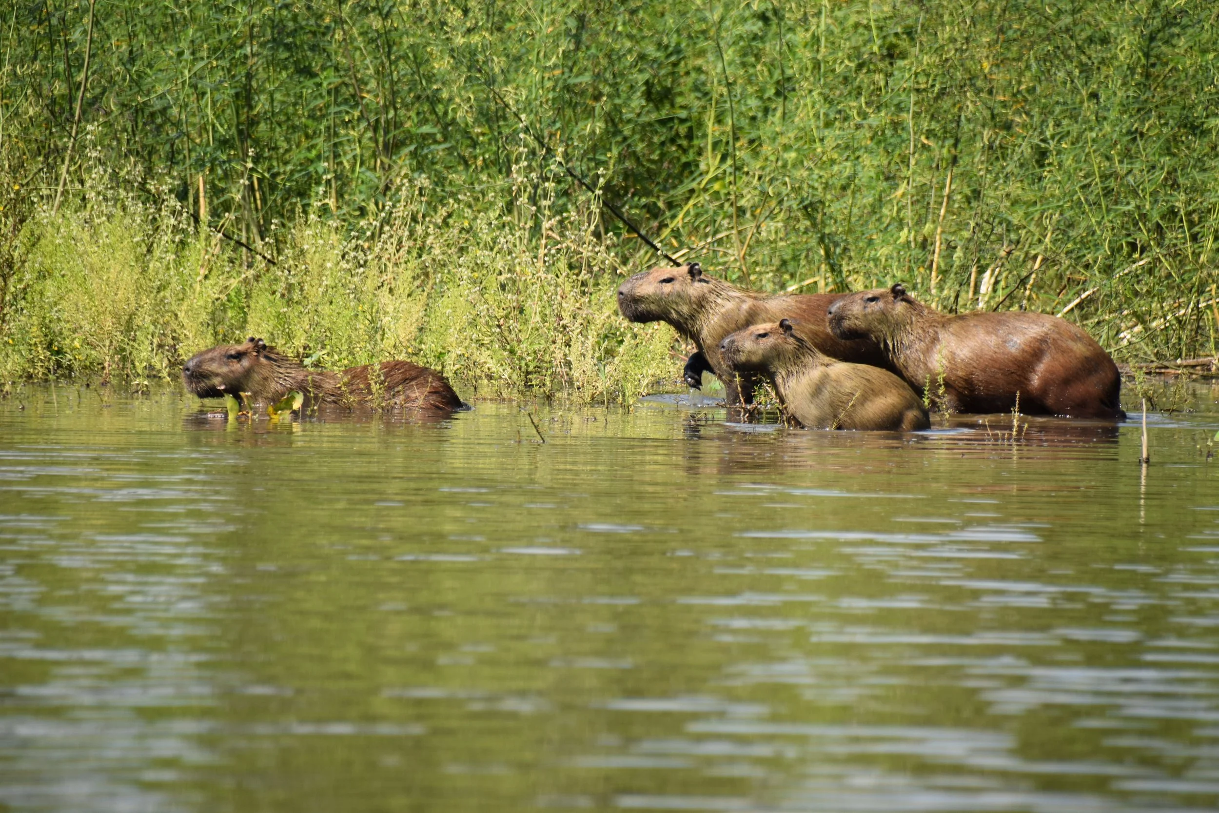 Pantanal, unique destinations
