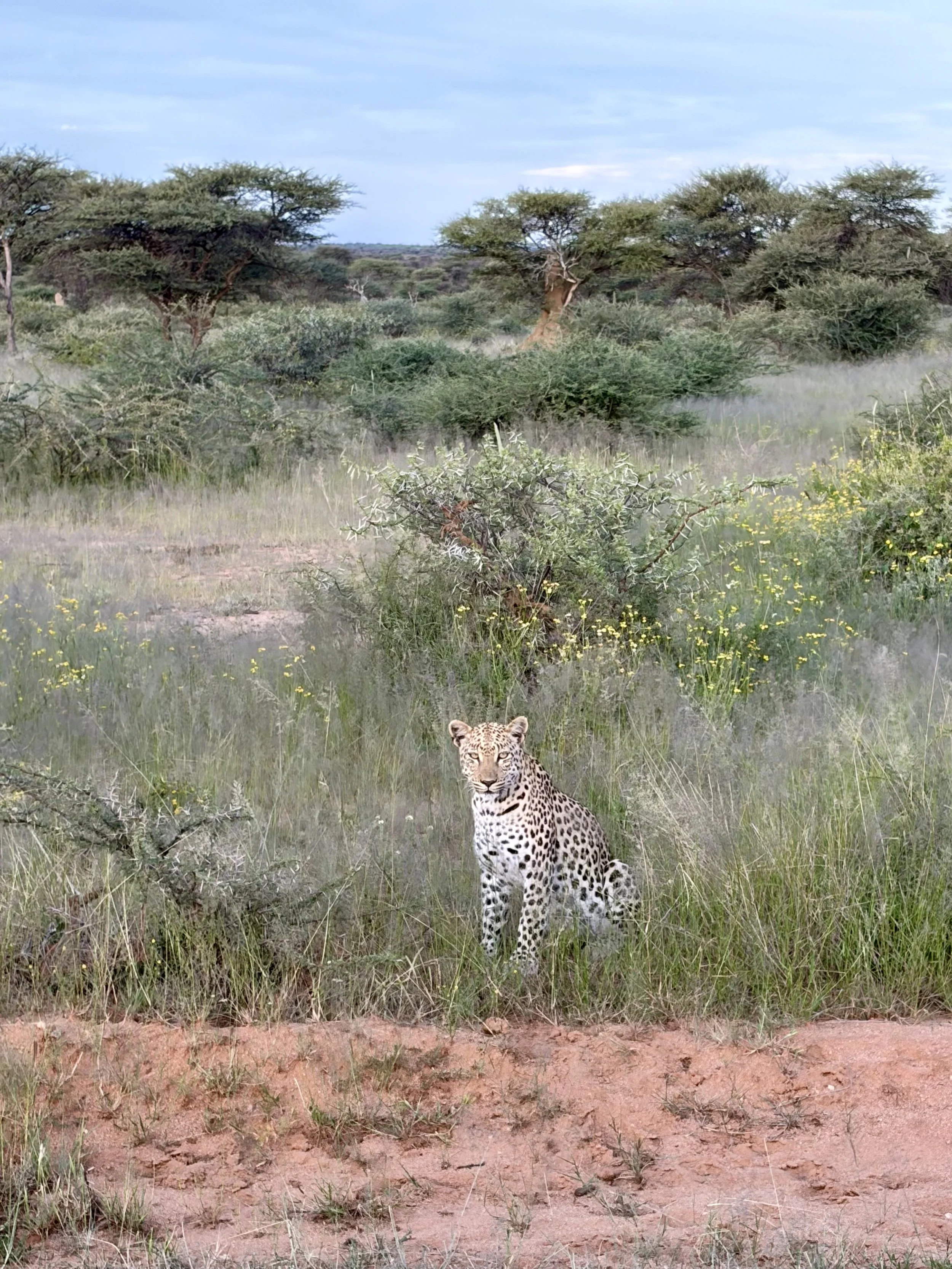Omboroko Mountains Okonjima Game Reserve Leopards Safari Lodge Luxury