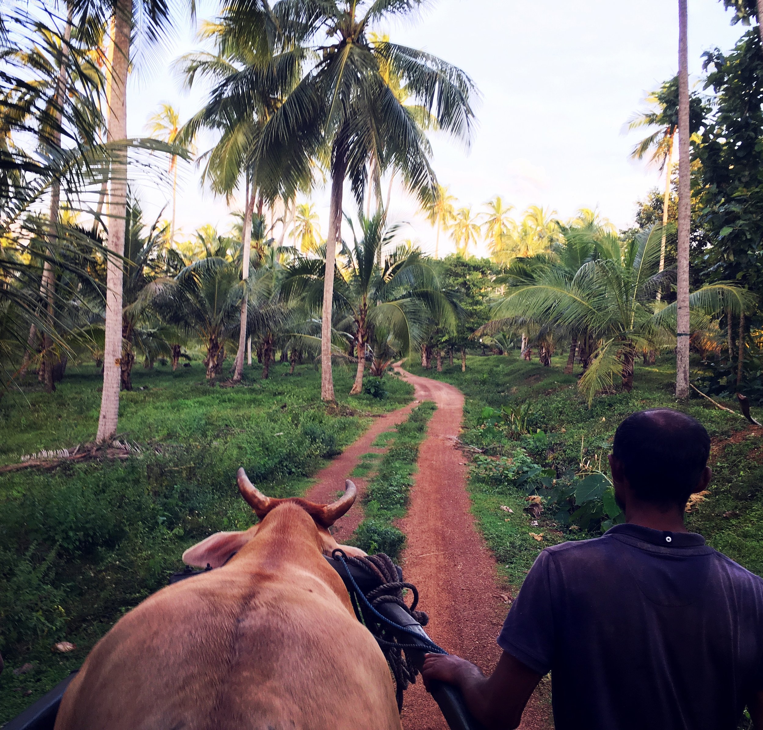 Sri Lanka Highlight Itinerary with amazing scenry