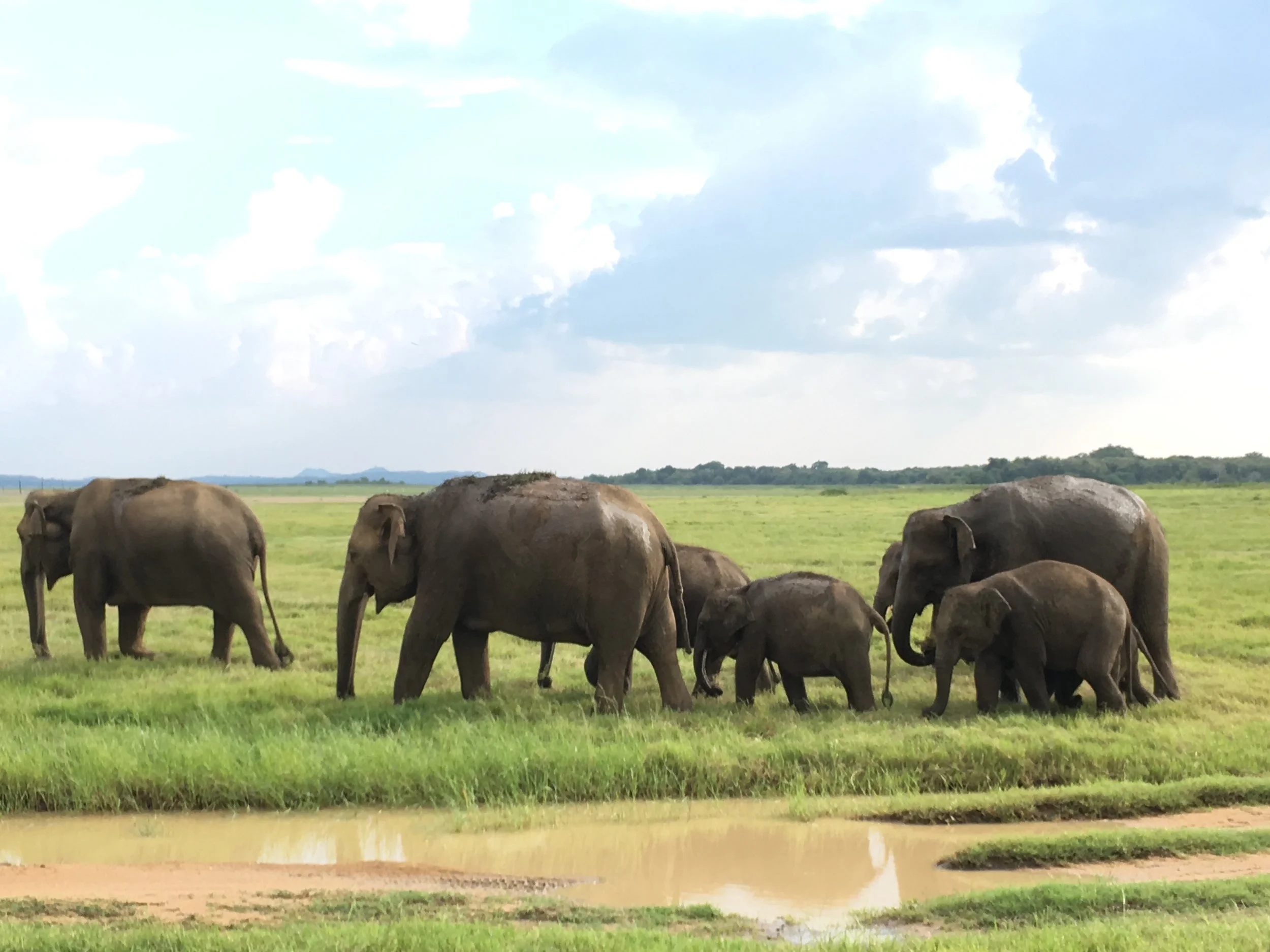 Sri Lanka Highlight Itinerary Safari to see Elephants