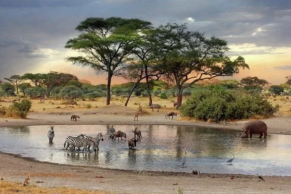 African wildlife, including zebras, wildebeest, and a hippopotamus, gathering at a savanna watering hole during sunset under Acacia trees.