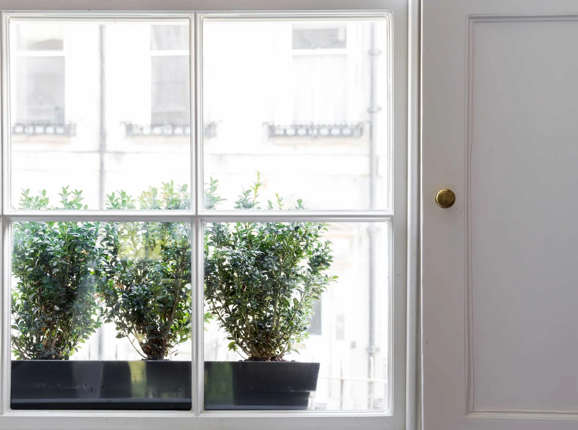 Indoor window with a plant outside.
