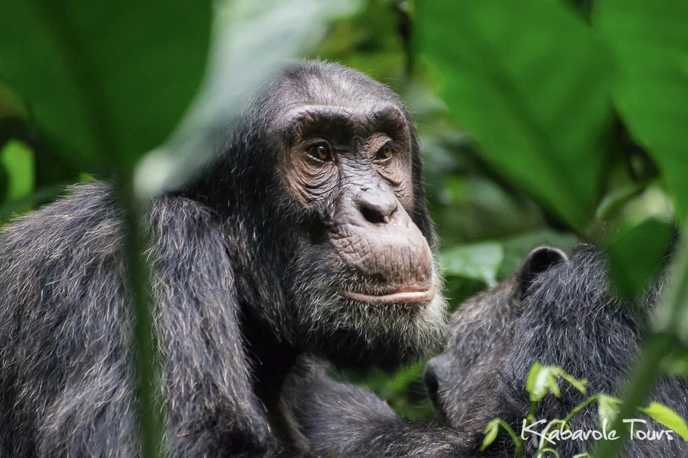 Close-up of a chimpanzee in a lush green jungle, looking contemplative, with dense foliage around.