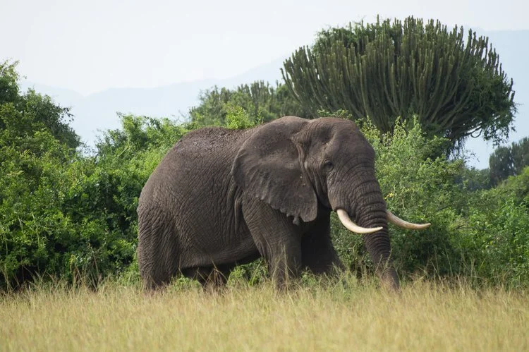 A large African elephant standing in a grassy field with green trees and bushes, and a large shrub in the background.