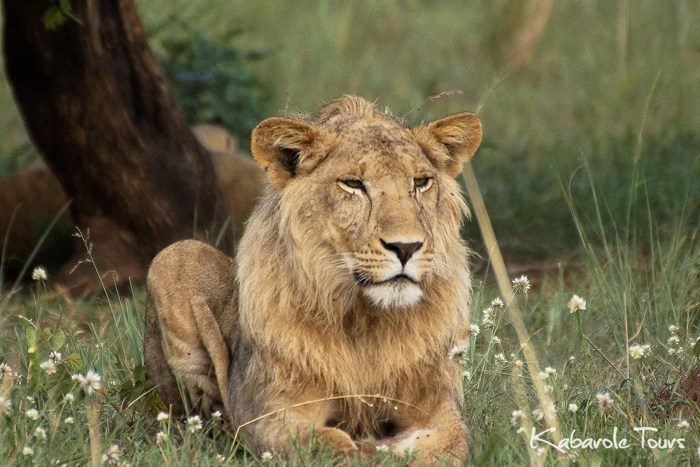 A lion resting on the grass with small white flowers, with trees in the background.
