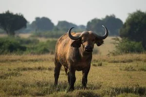 A buffalo standing in a grassy field with trees in the background.