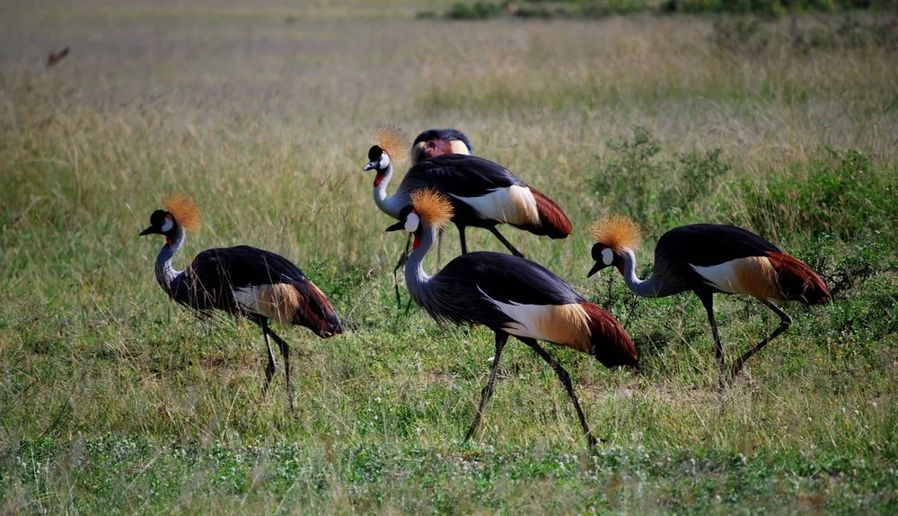 A group of five crowned cranes walking in a grassy field.