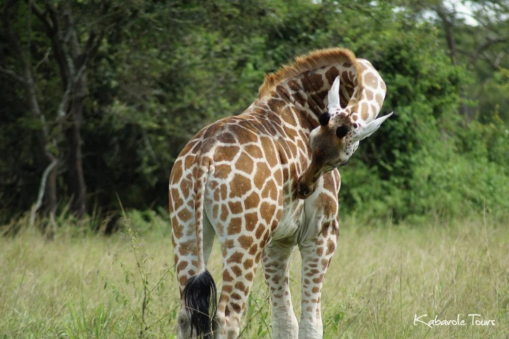 A giraffe in a grassy field, with trees in the background, showing its neck bent and head turned toward its body.