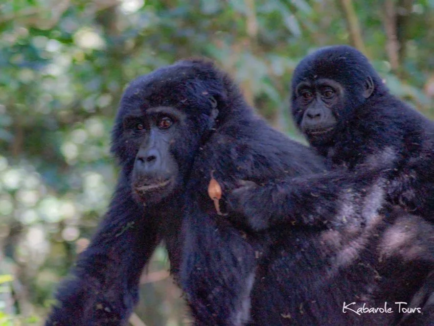 Two adult gorillas with one carrying a baby gorilla on its back in a forested area.