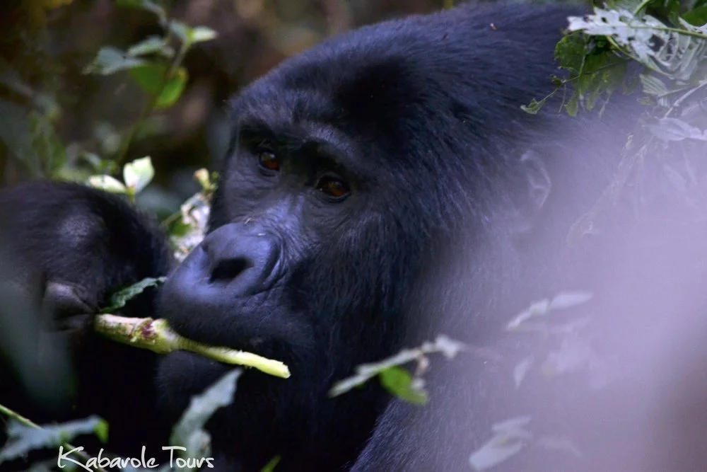 A close-up of a mountain gorilla eating leaves amidst dense foliage.