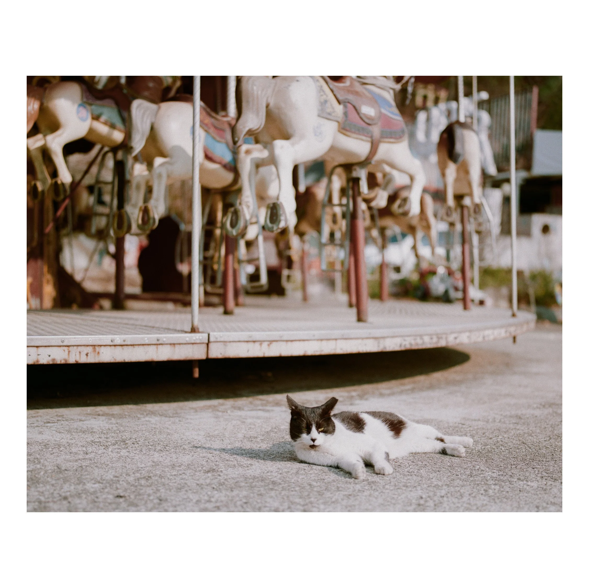 Black and white cat lying on the ground in front of an old wooden carousel with painted horses.