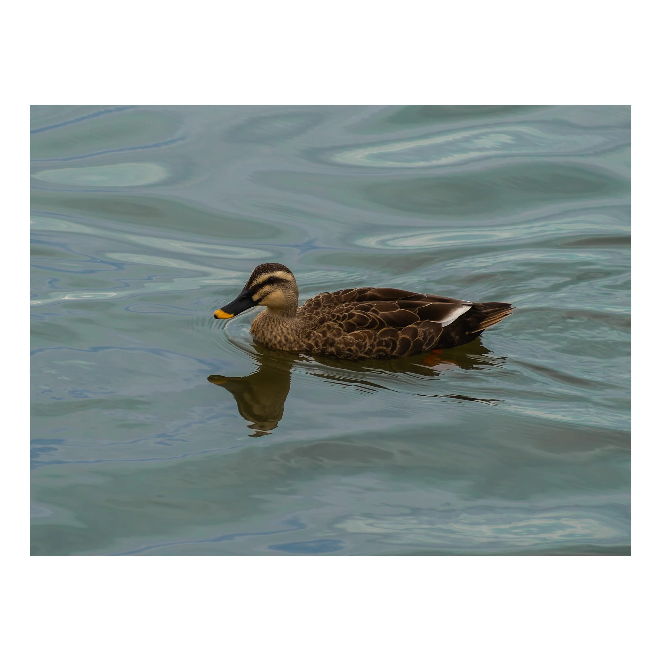 A duck swimming in a body of water.