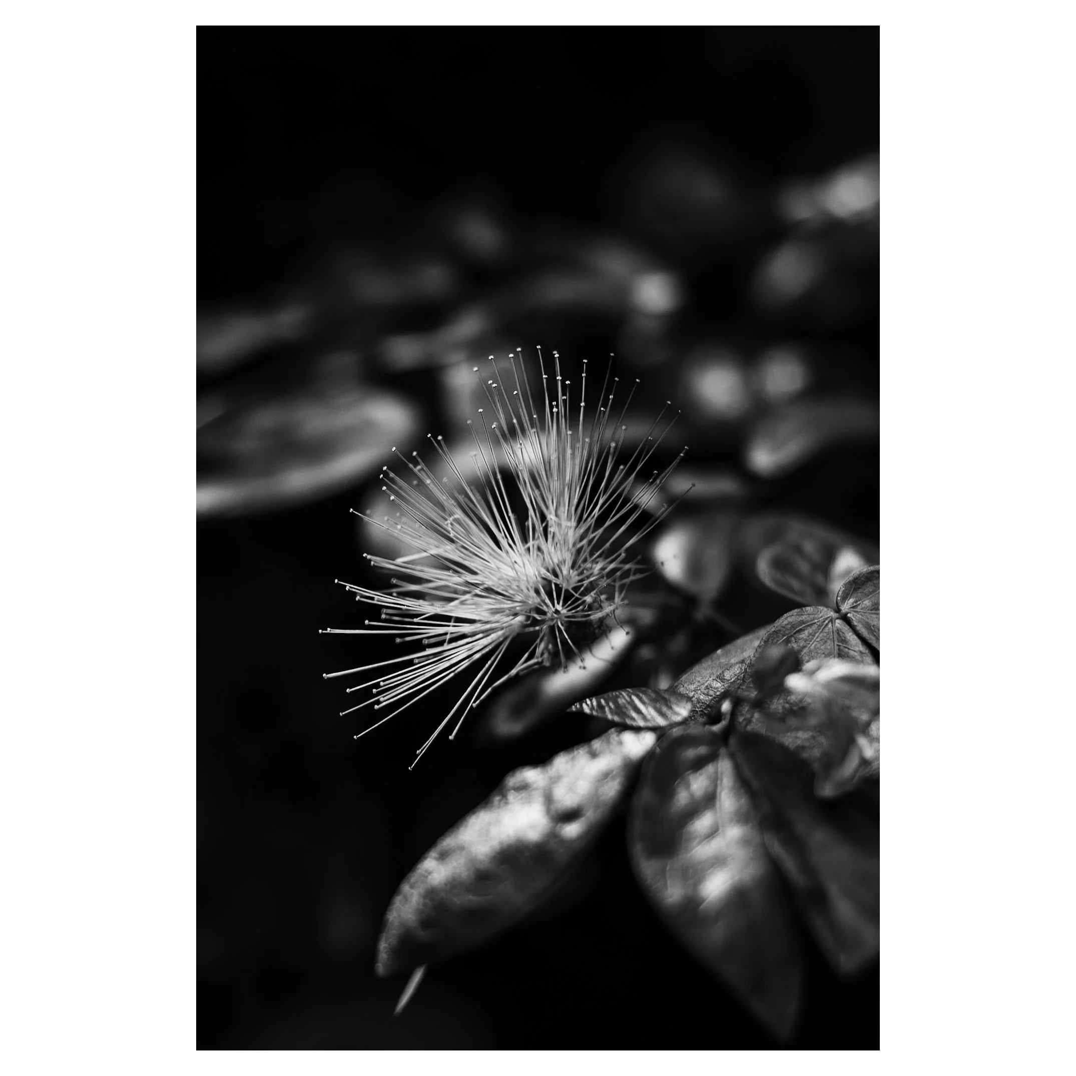 A close-up black and white photograph of a single cloud of dandelion seeds releasing into the air surrounded by dark leaves.