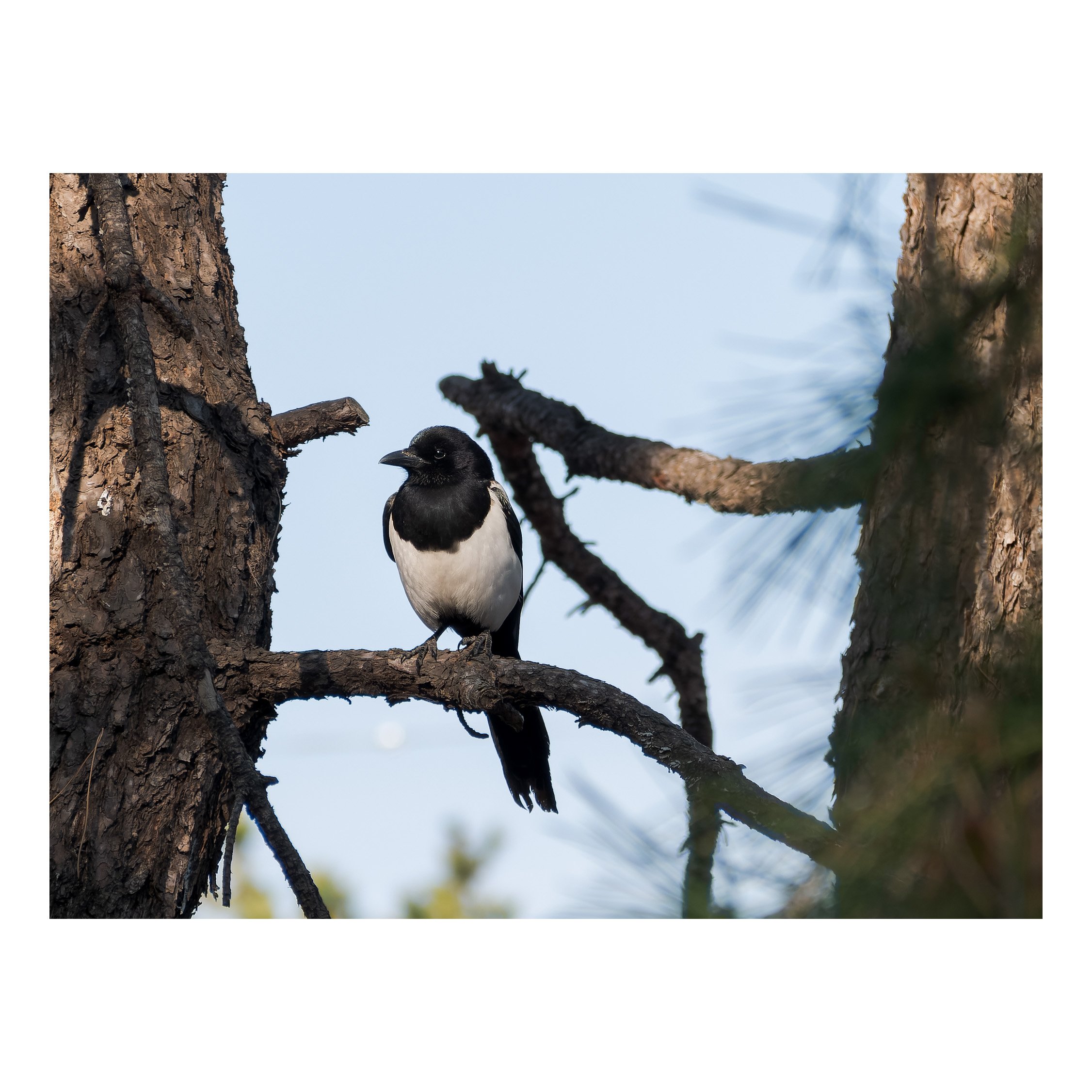 A black and white bird perched on a tree branch.