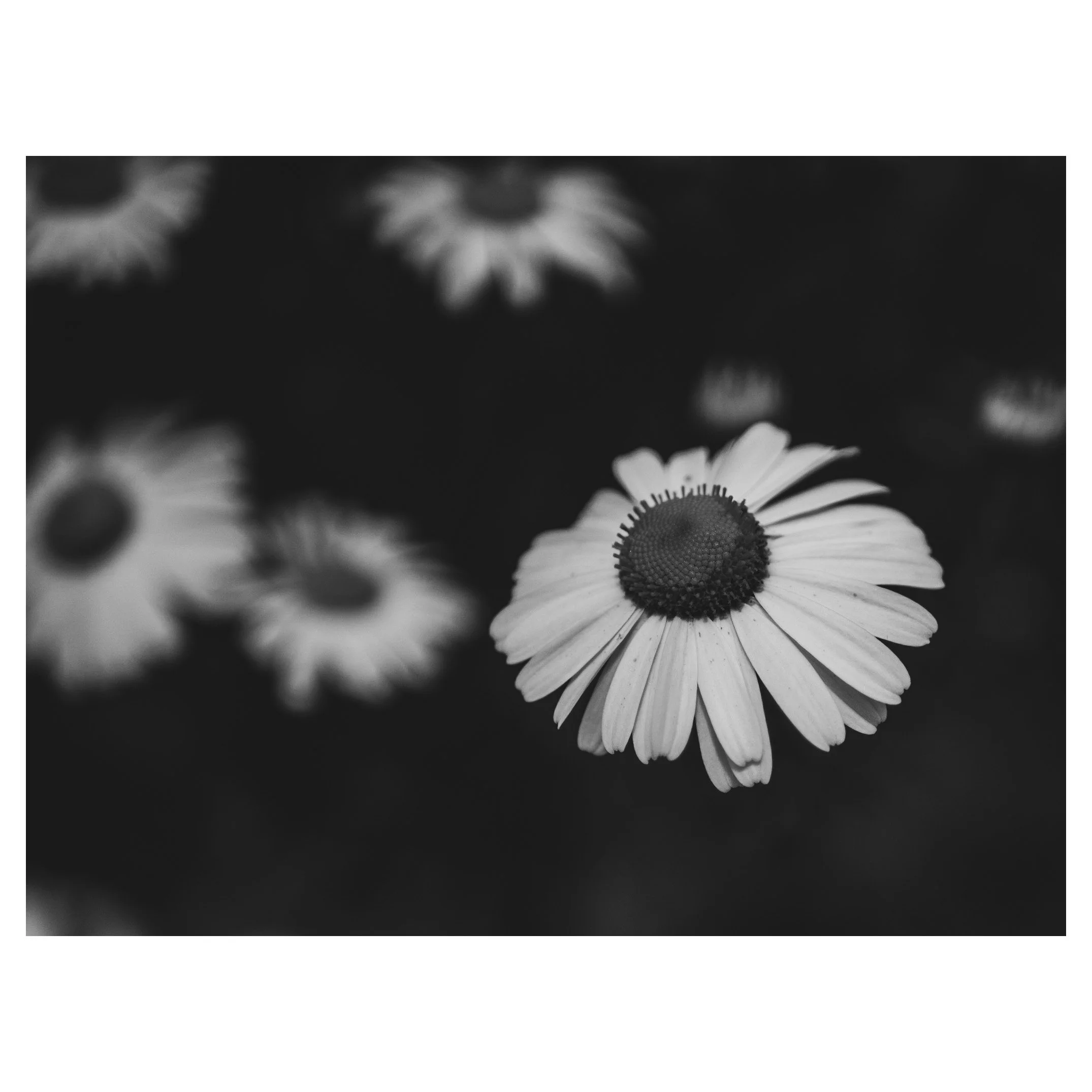 Black and white close-up of a daisy flower with a dark center and long white petals, with a blurred background of other daisies.