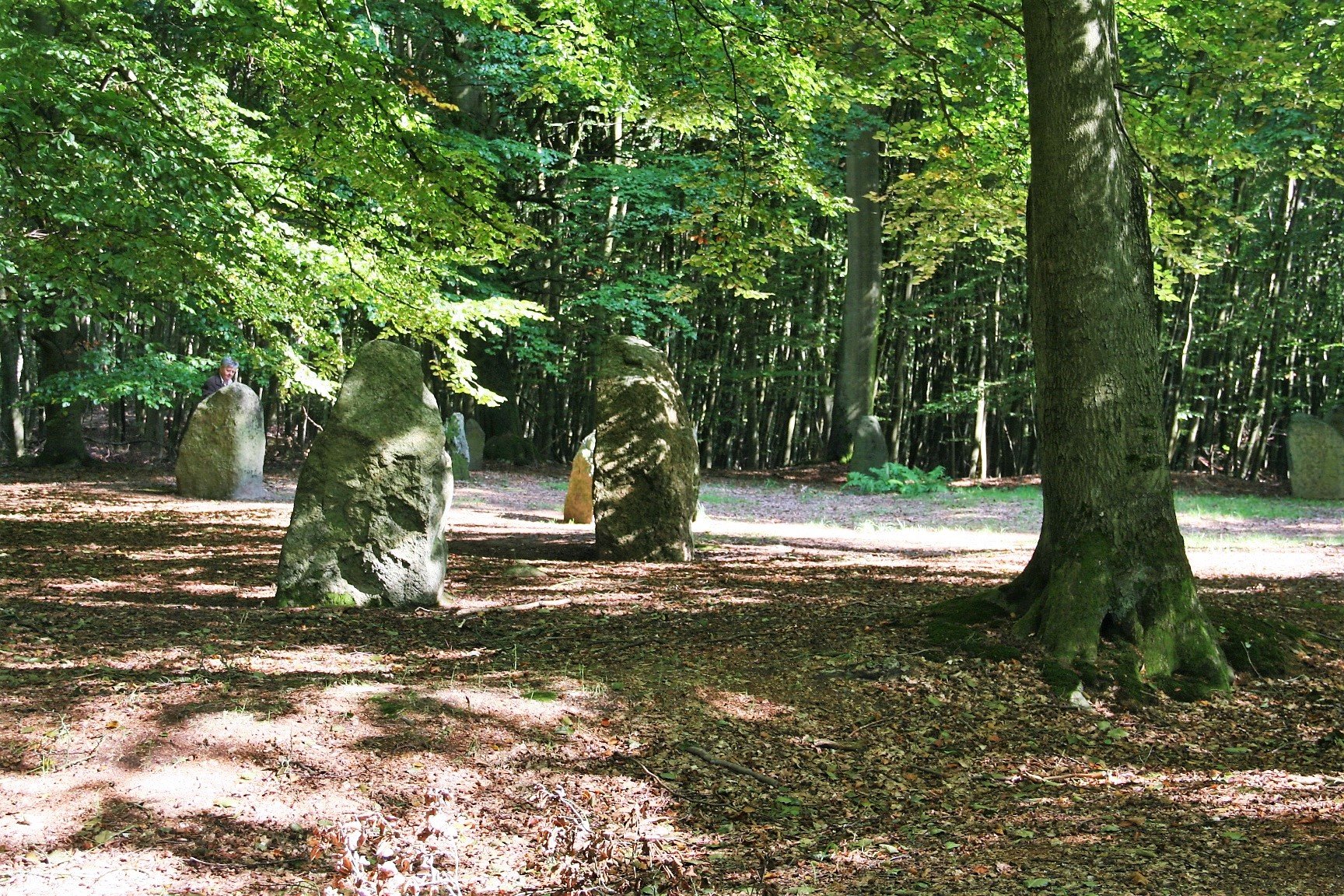 Blick auf mehrere große Findlinge im sommerlichen Buchenwald am Boitiner Steintanz