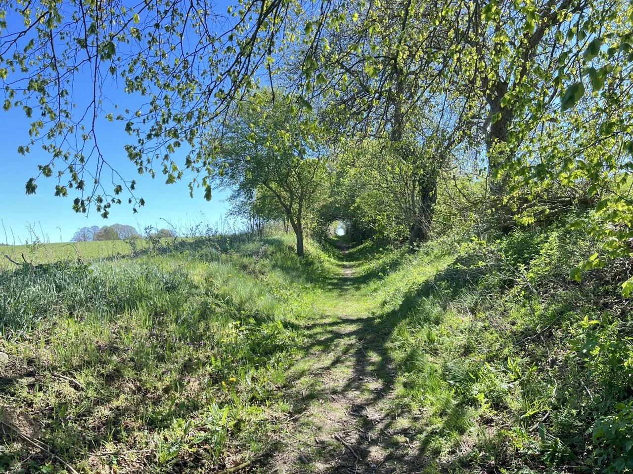 Landschaft mit einem leicht ansteigenden Feldweg, der von blühenden Büschen zu beiden Seiten gesäumt ist und einen tunnelartigen Durchgang bildet. Frühlingshimmel strahlt blau, während Baum-Schatten den Weg bedecken.