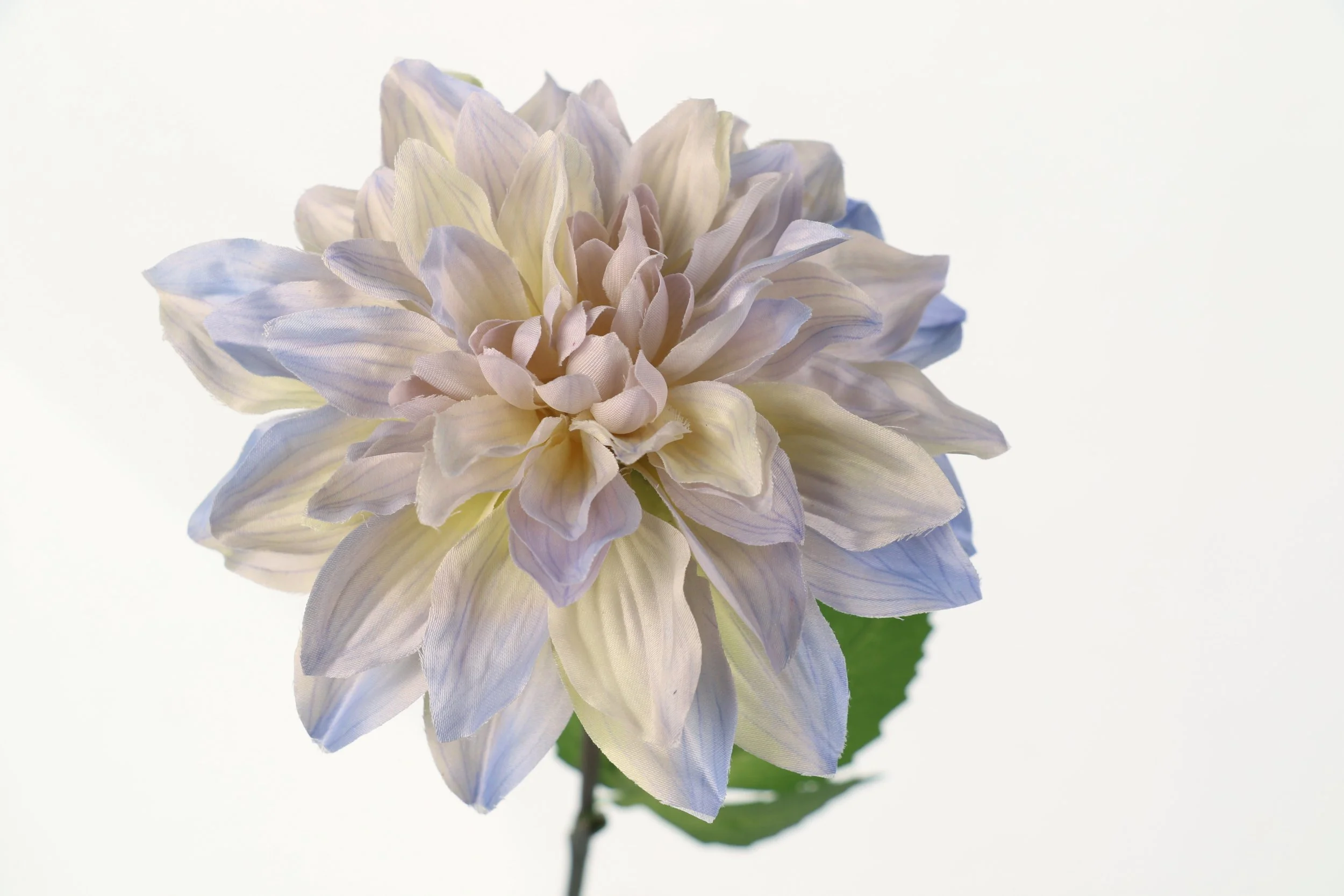Decorative Dahlia