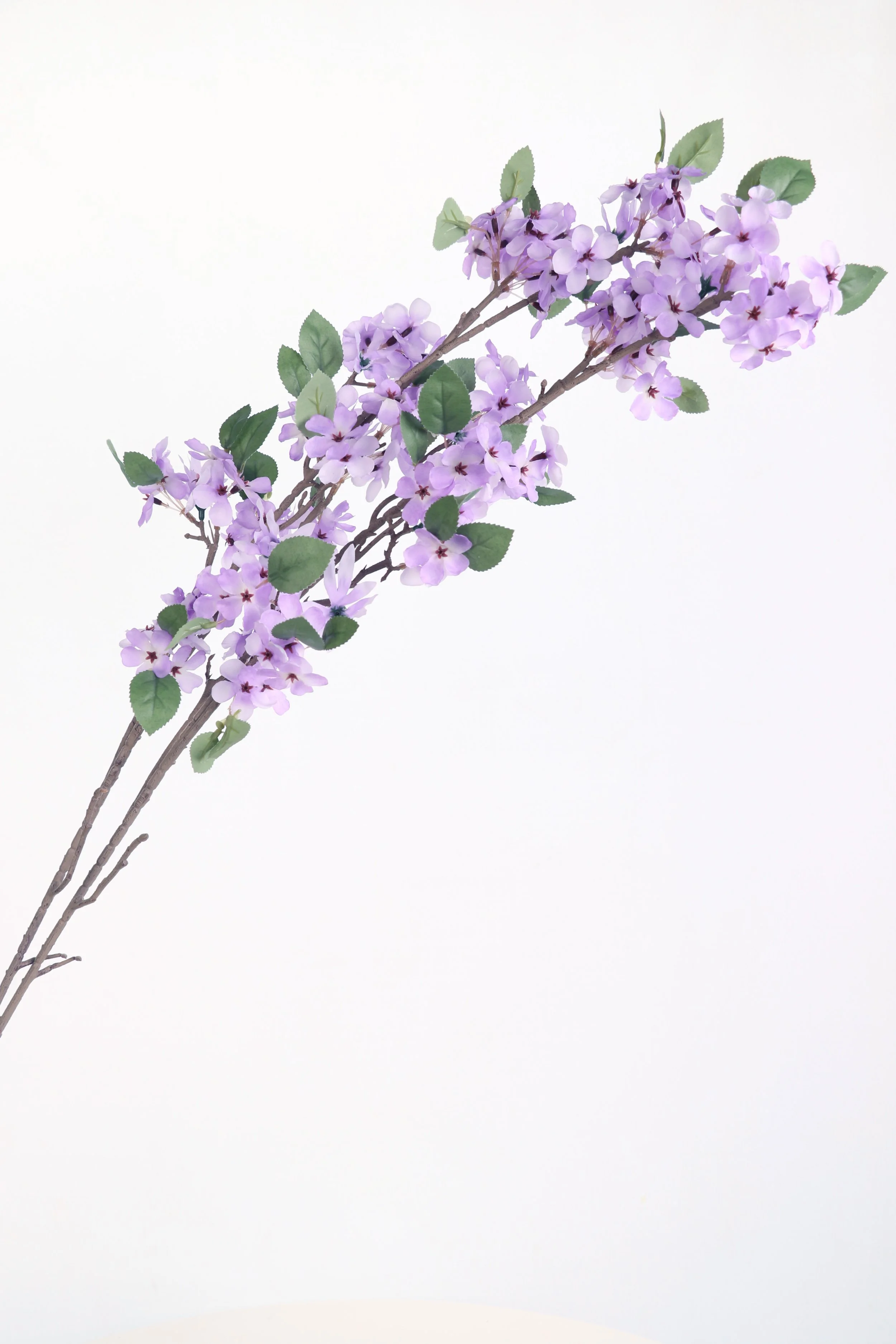 Cherry Blossom