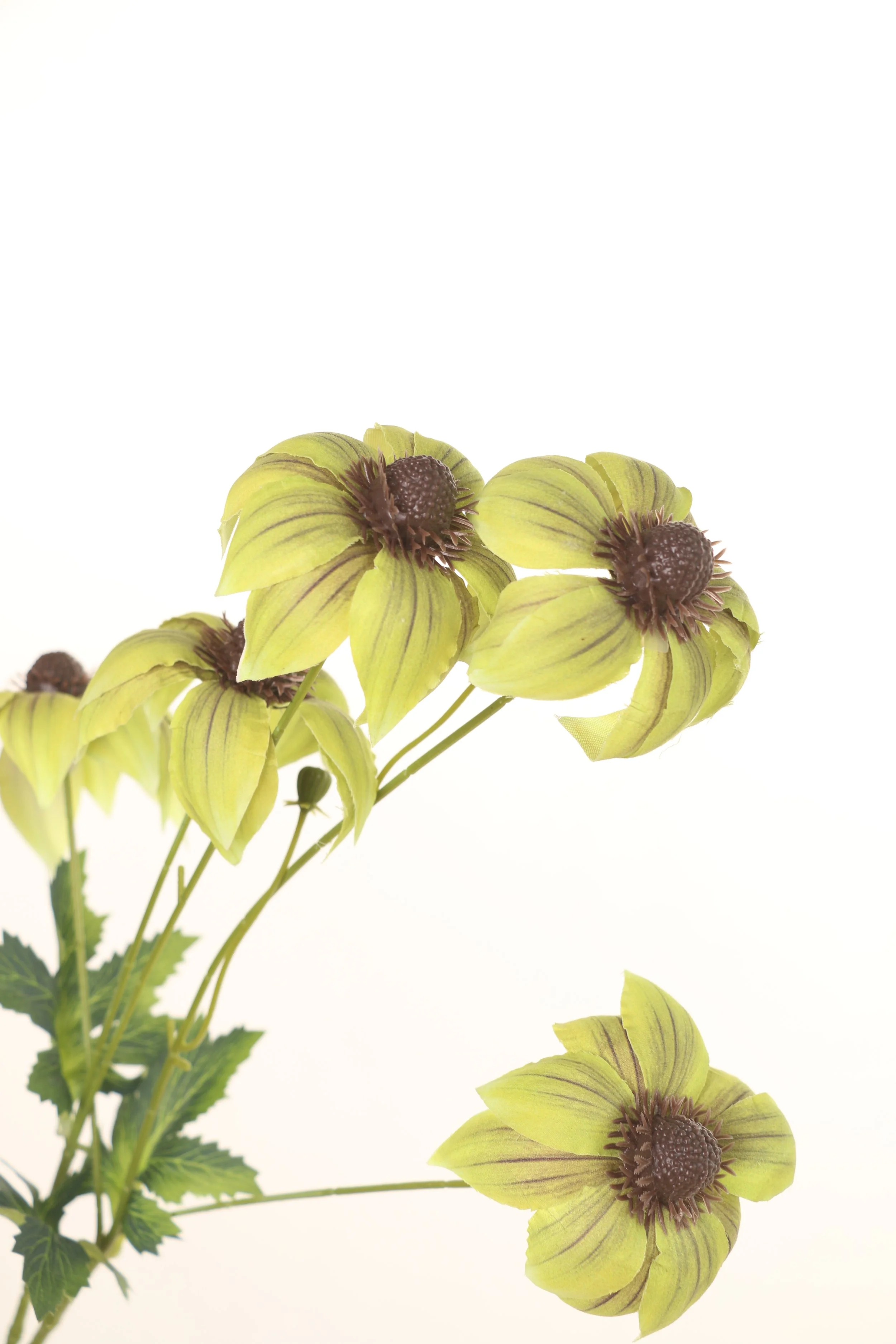 Anemone