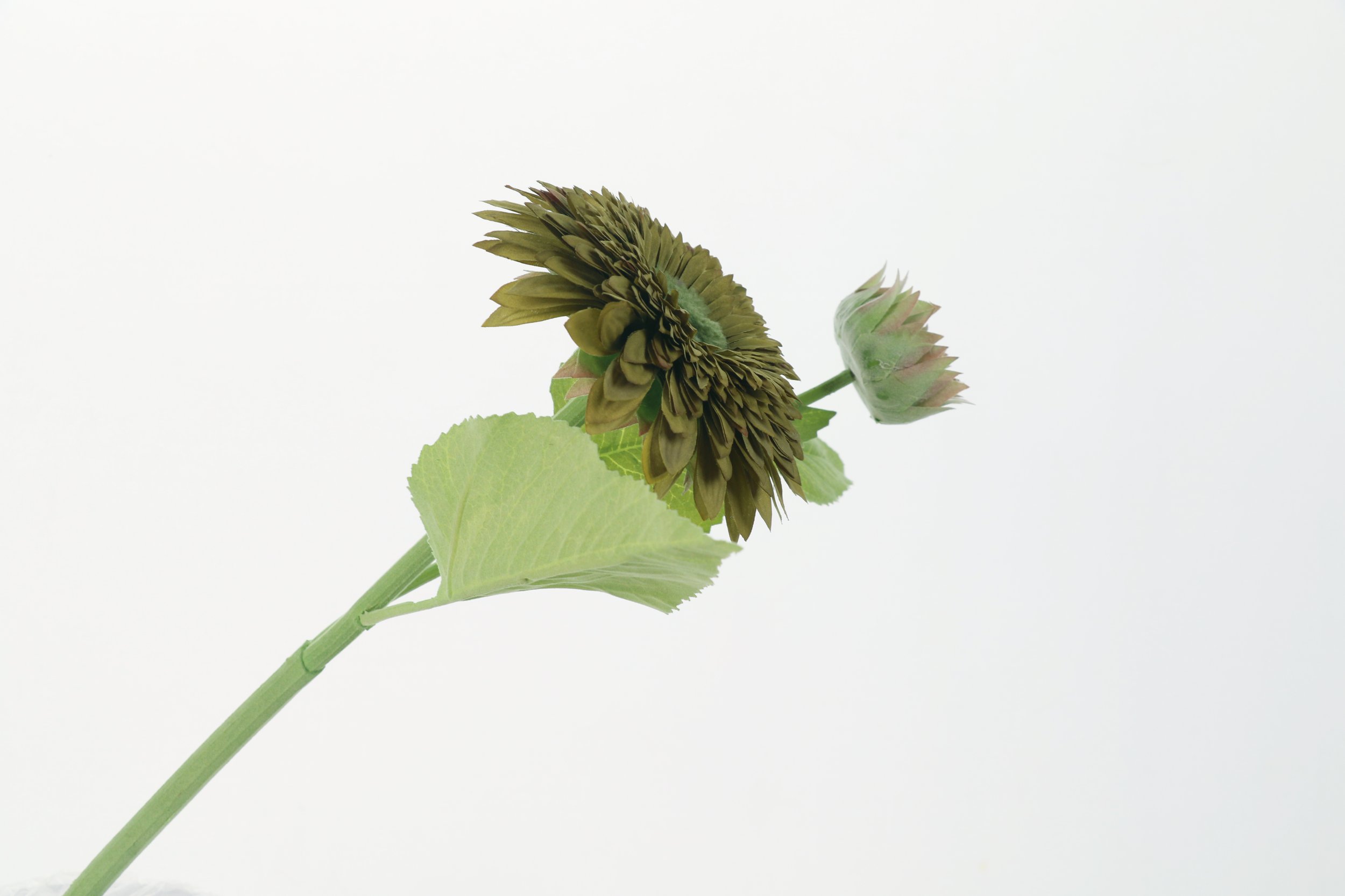 Gerbera Daisy
