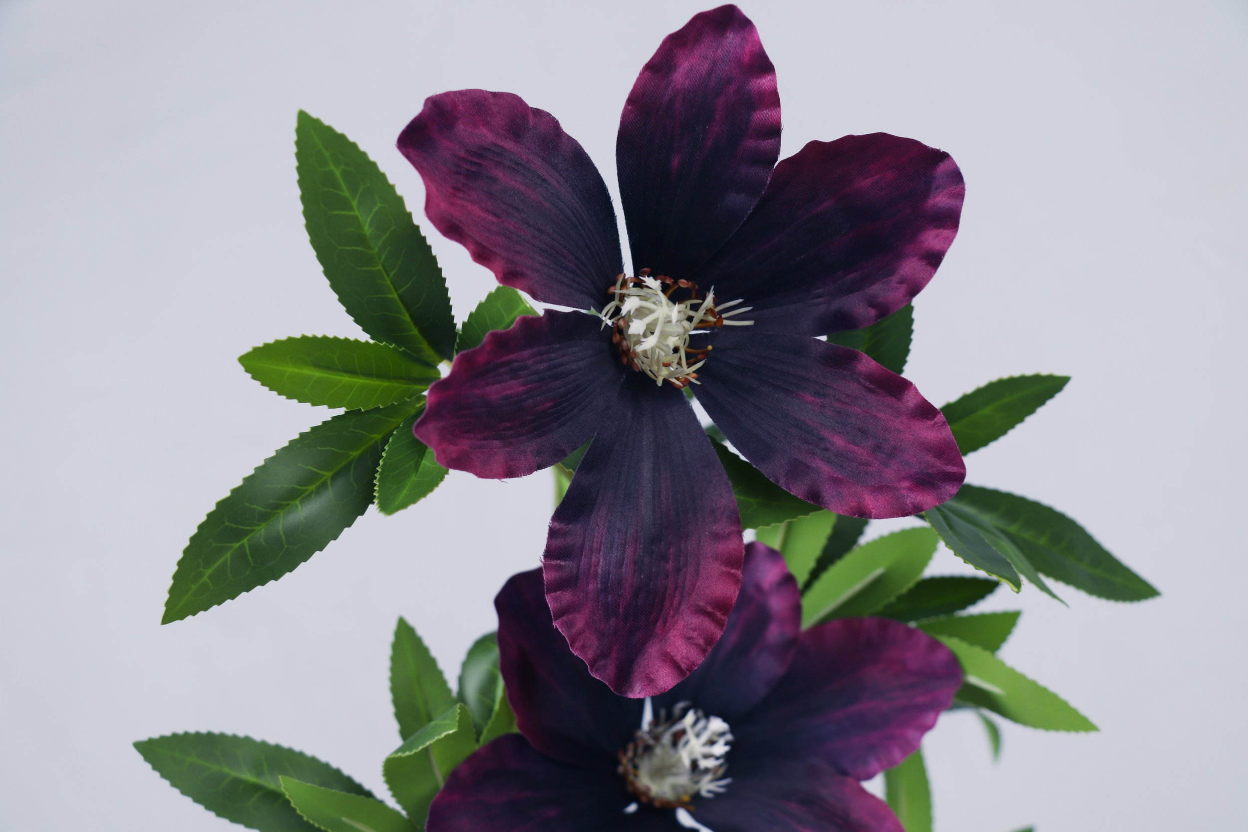dark purple Clematis