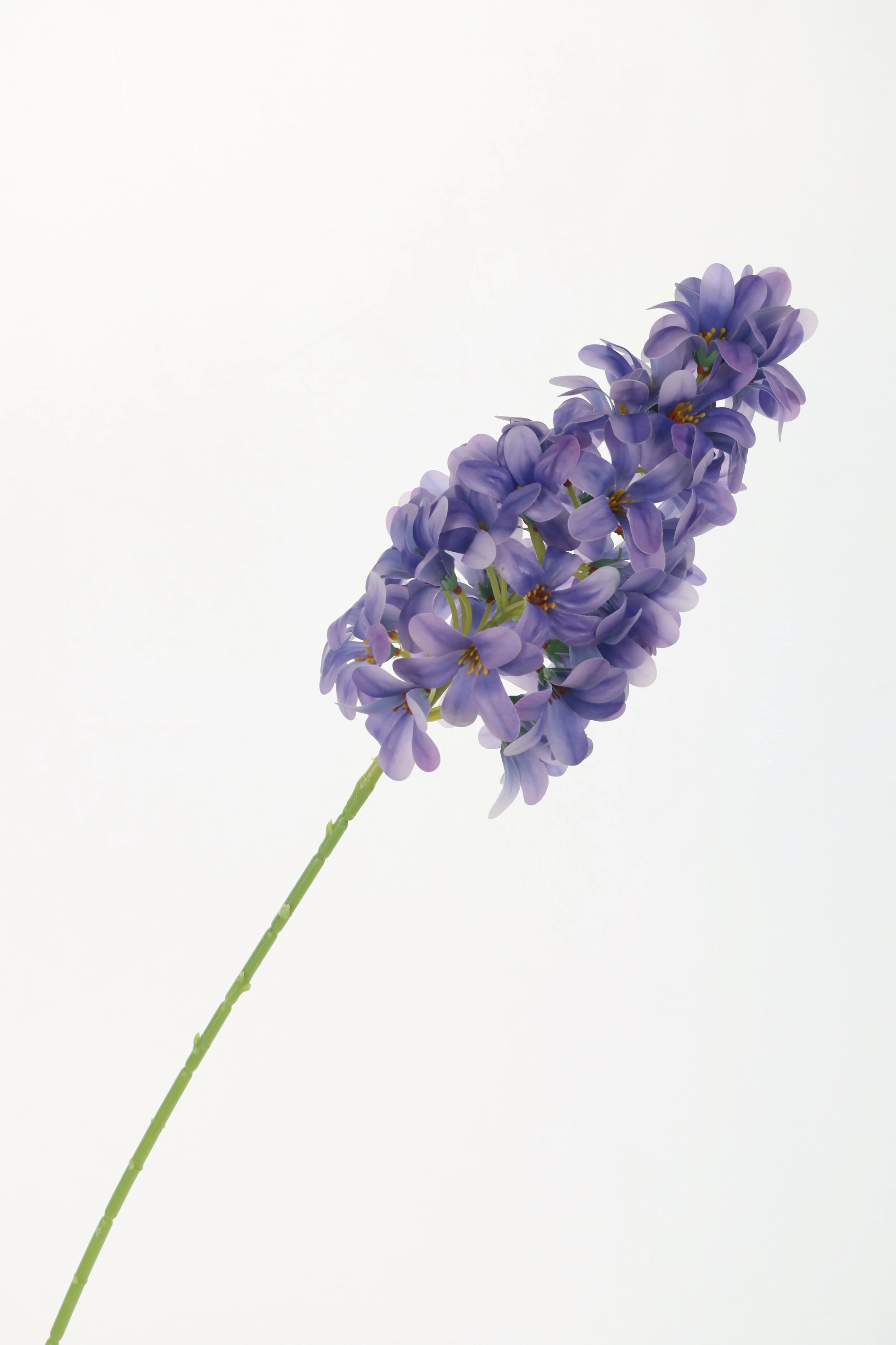 Lavender Hyacinth