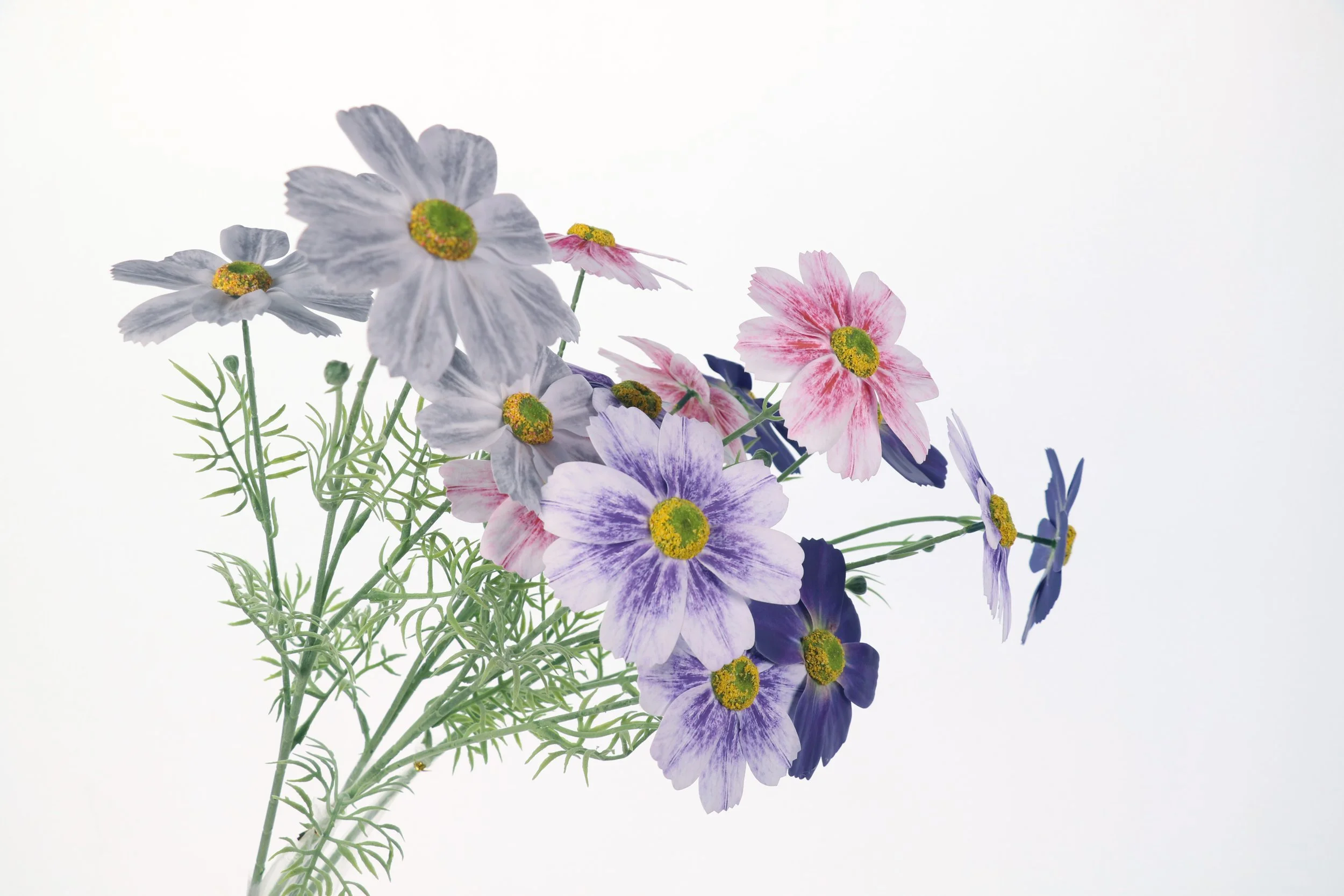 Cosmos
