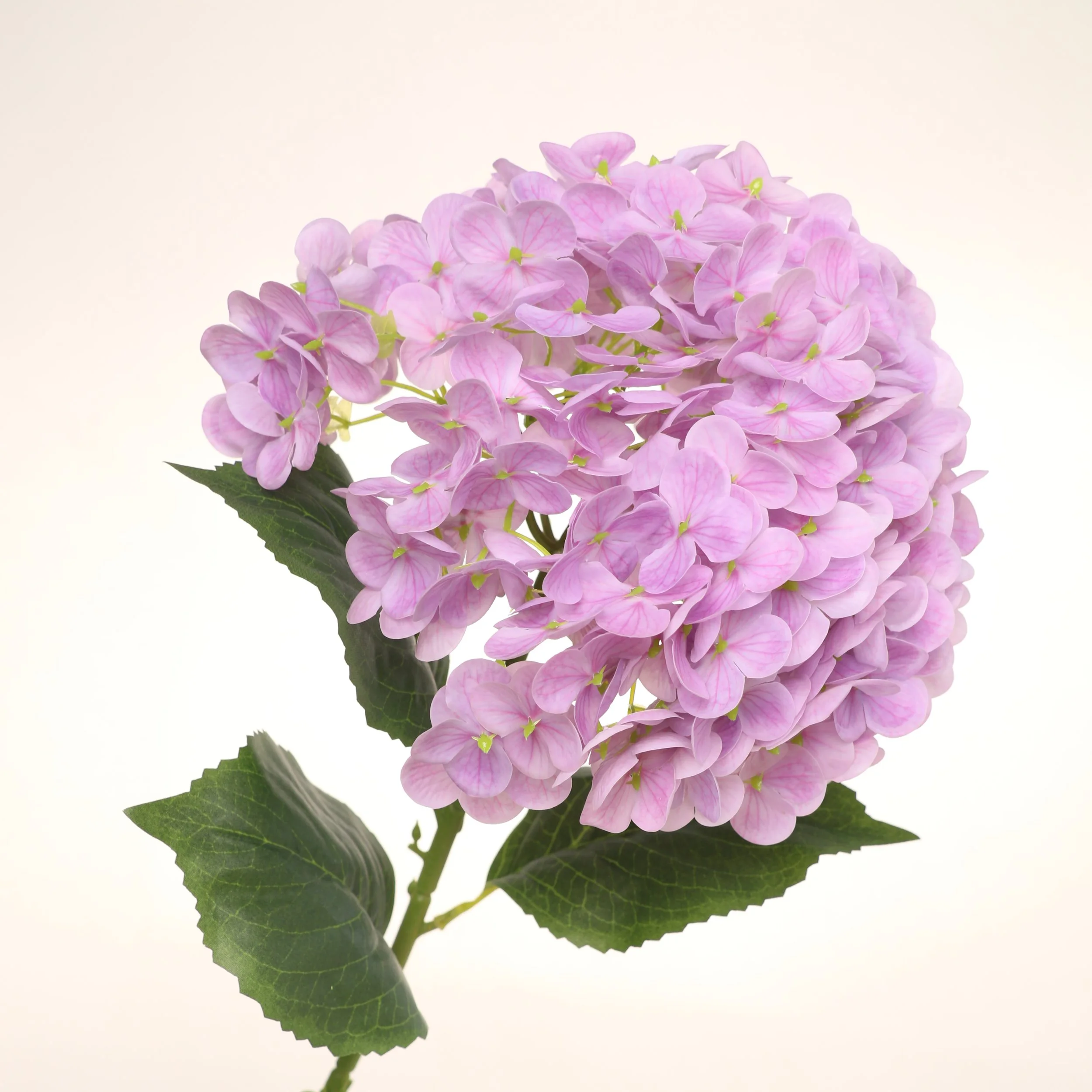 Pink Hydrangea Stem