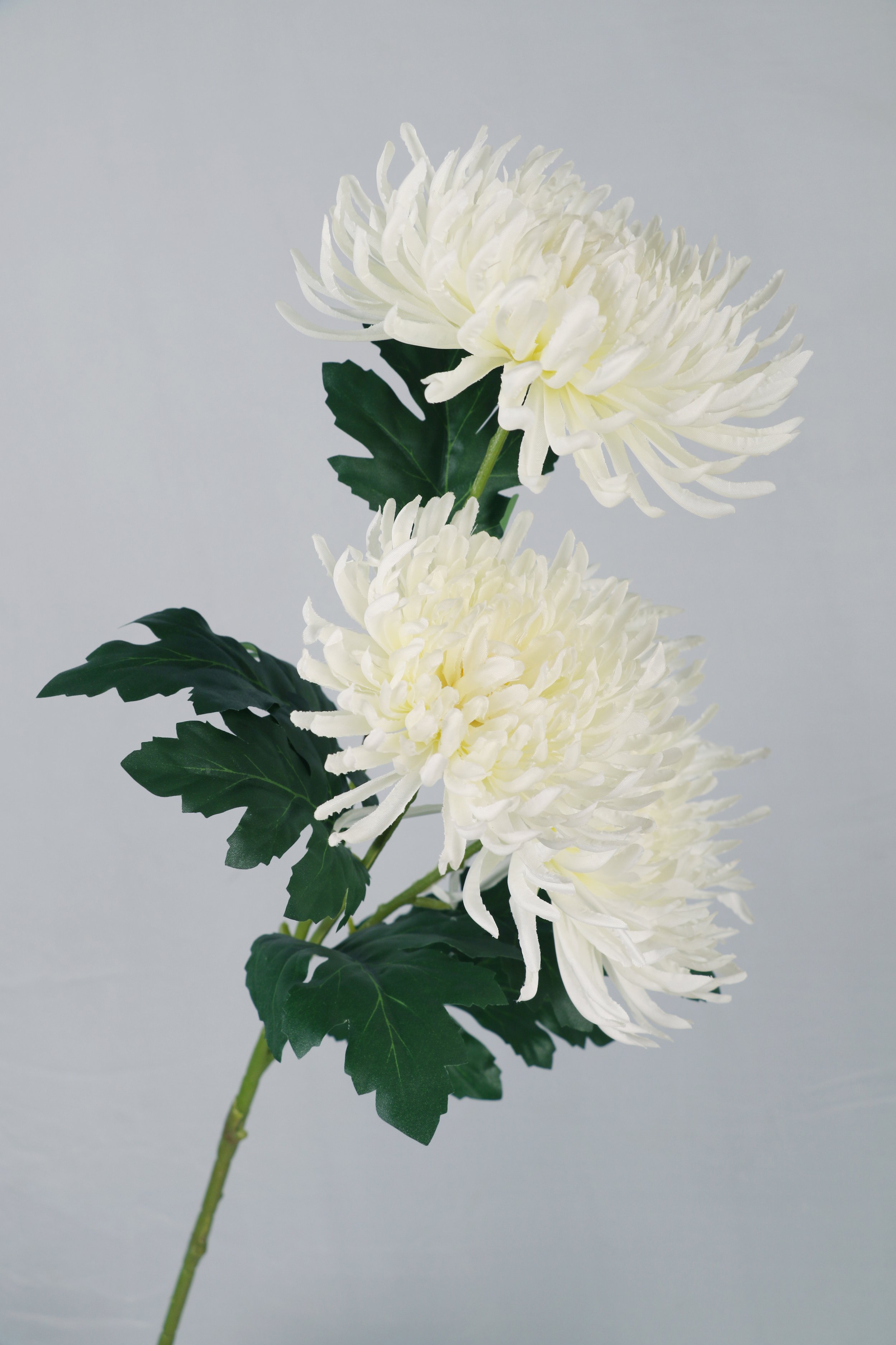 White Chrysanthemum Mum Stem