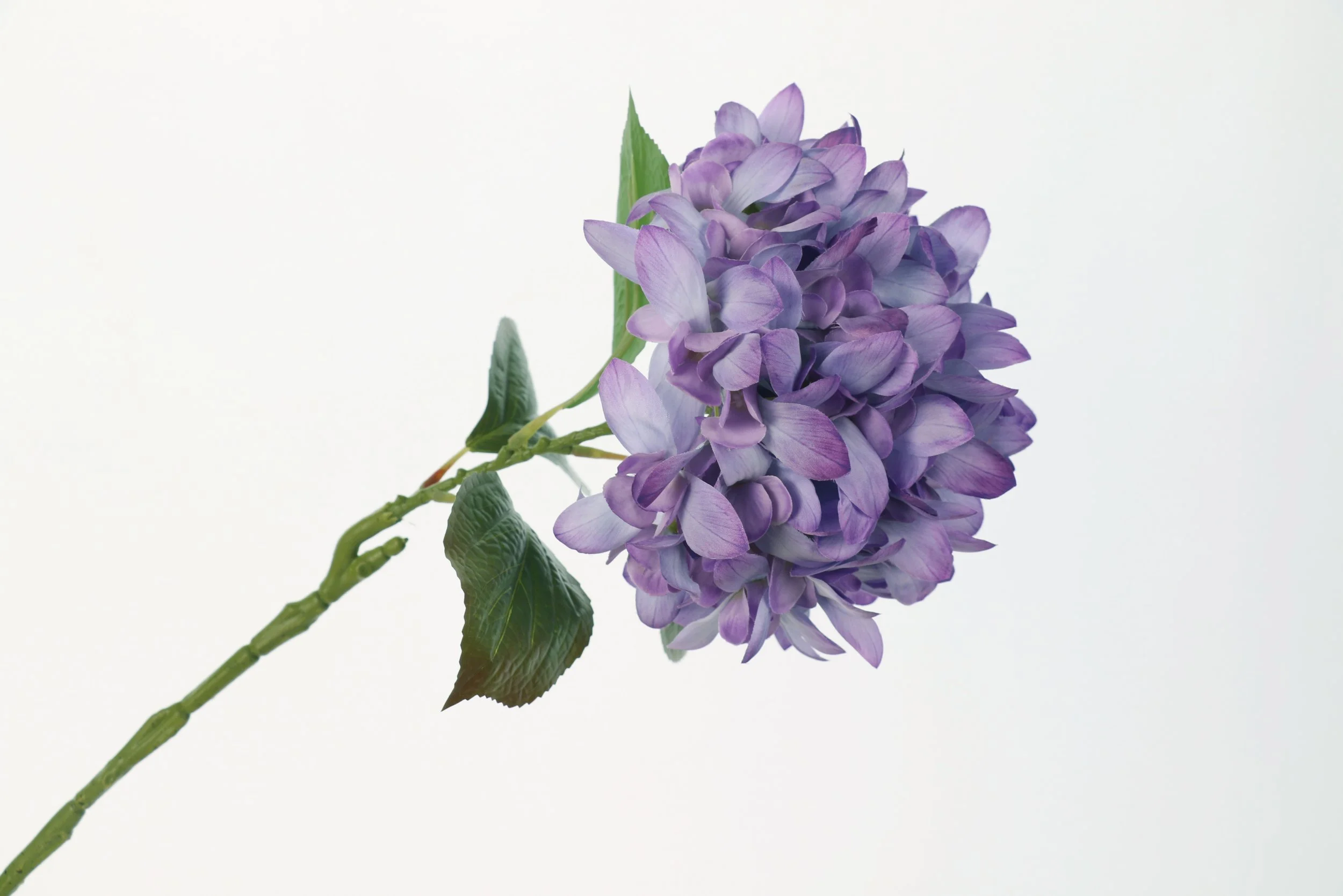 Midnight Violet Hydrangea