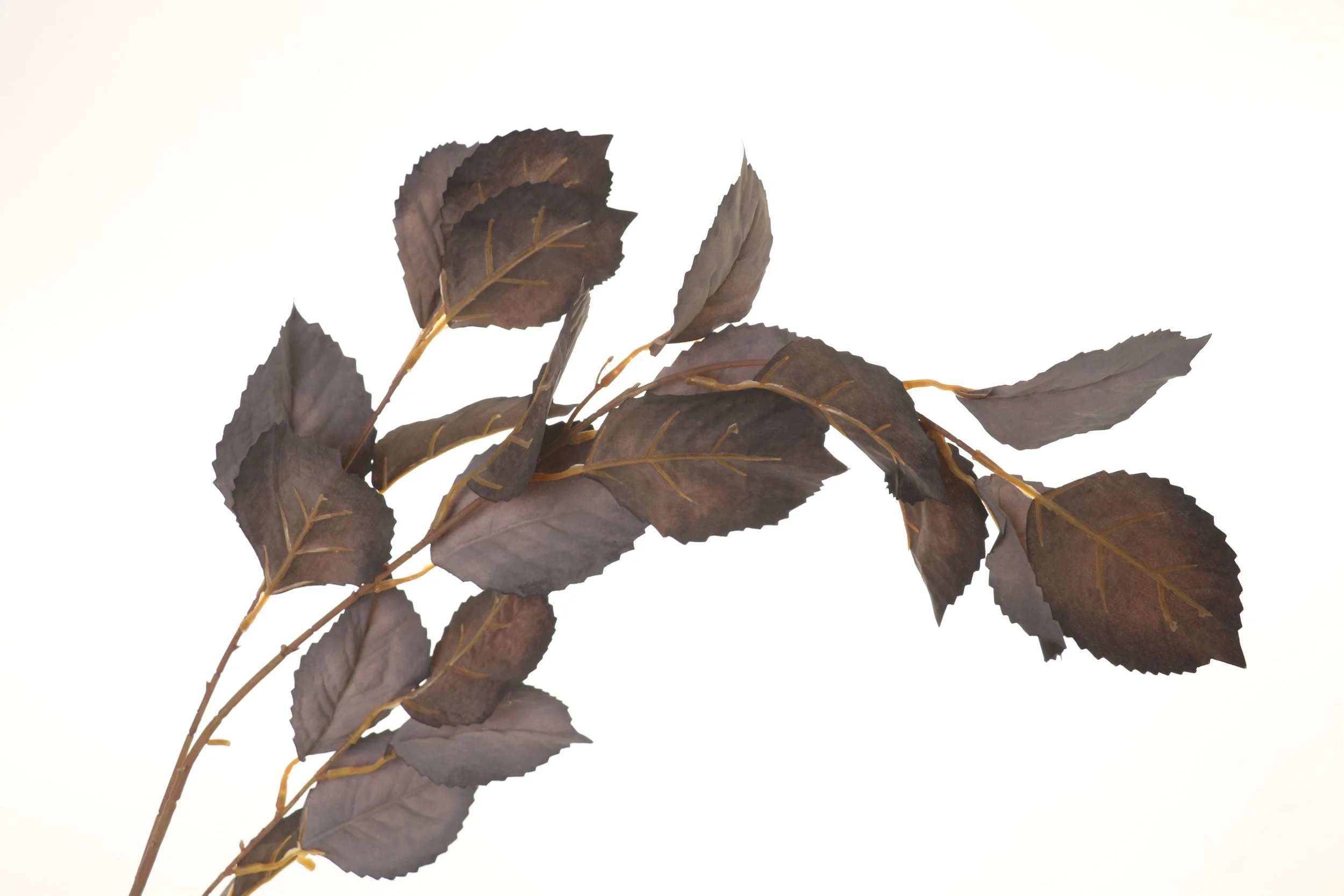 Noir Autumn Beech Leaf Stem