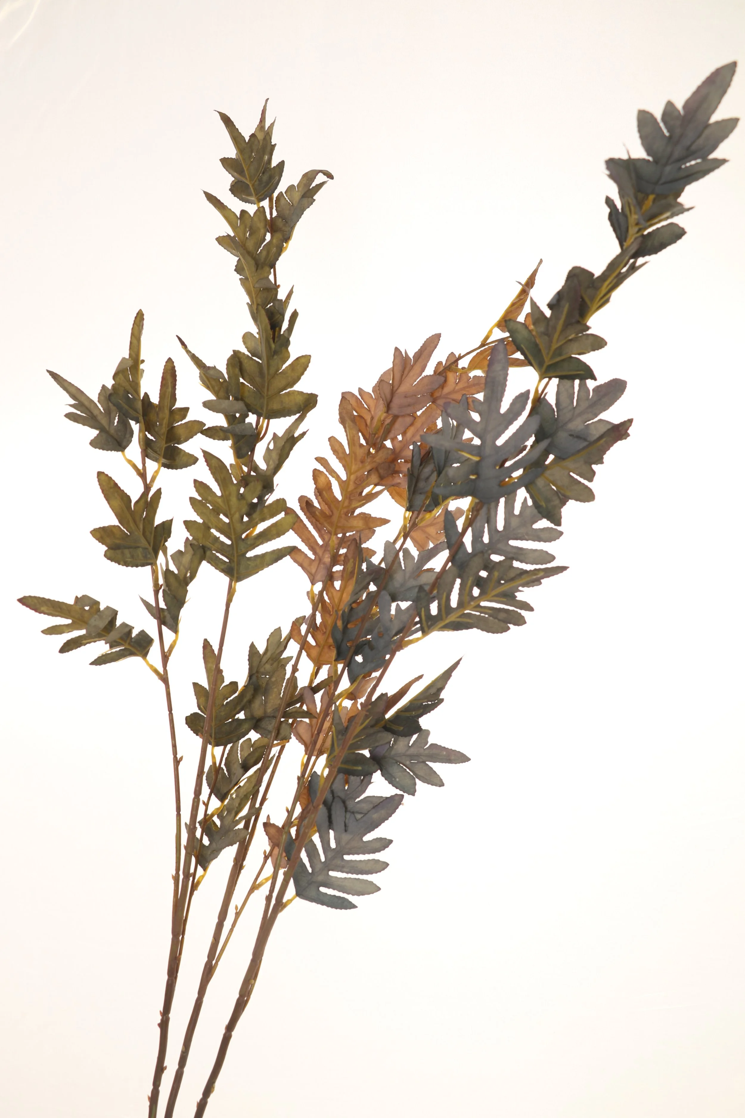Grevillea foliage