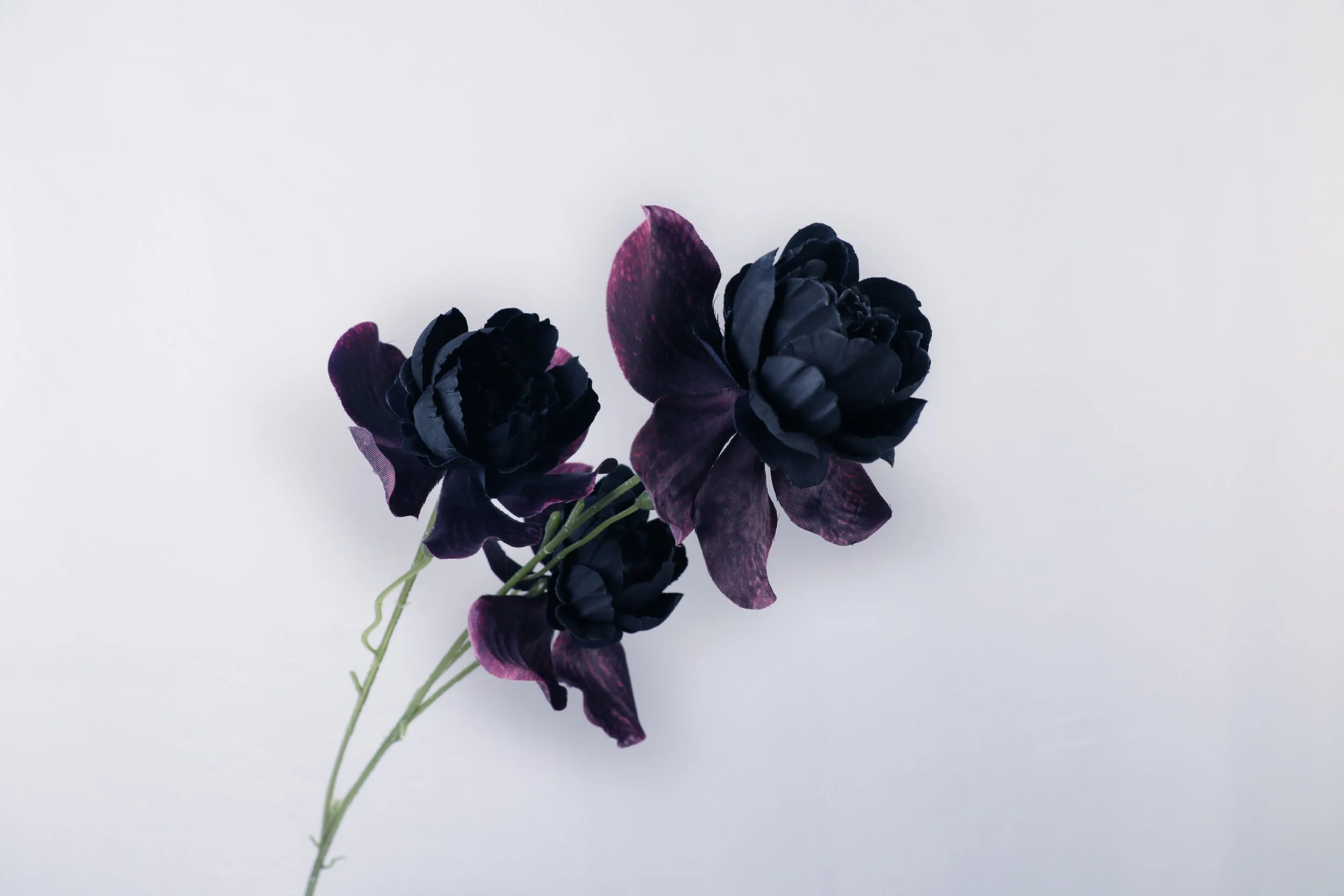 ranunculus