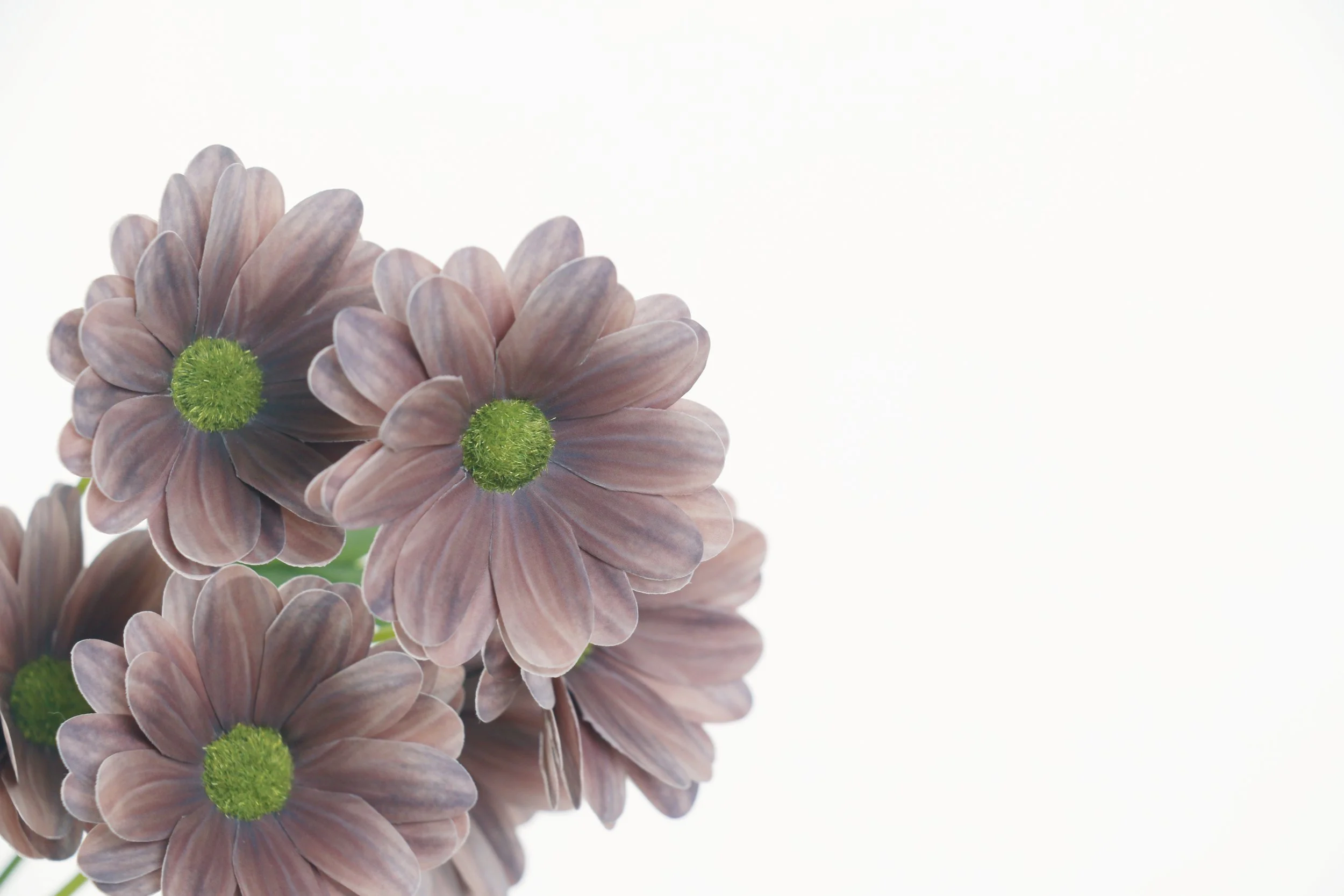 Mocha Brown Daisy Spray 