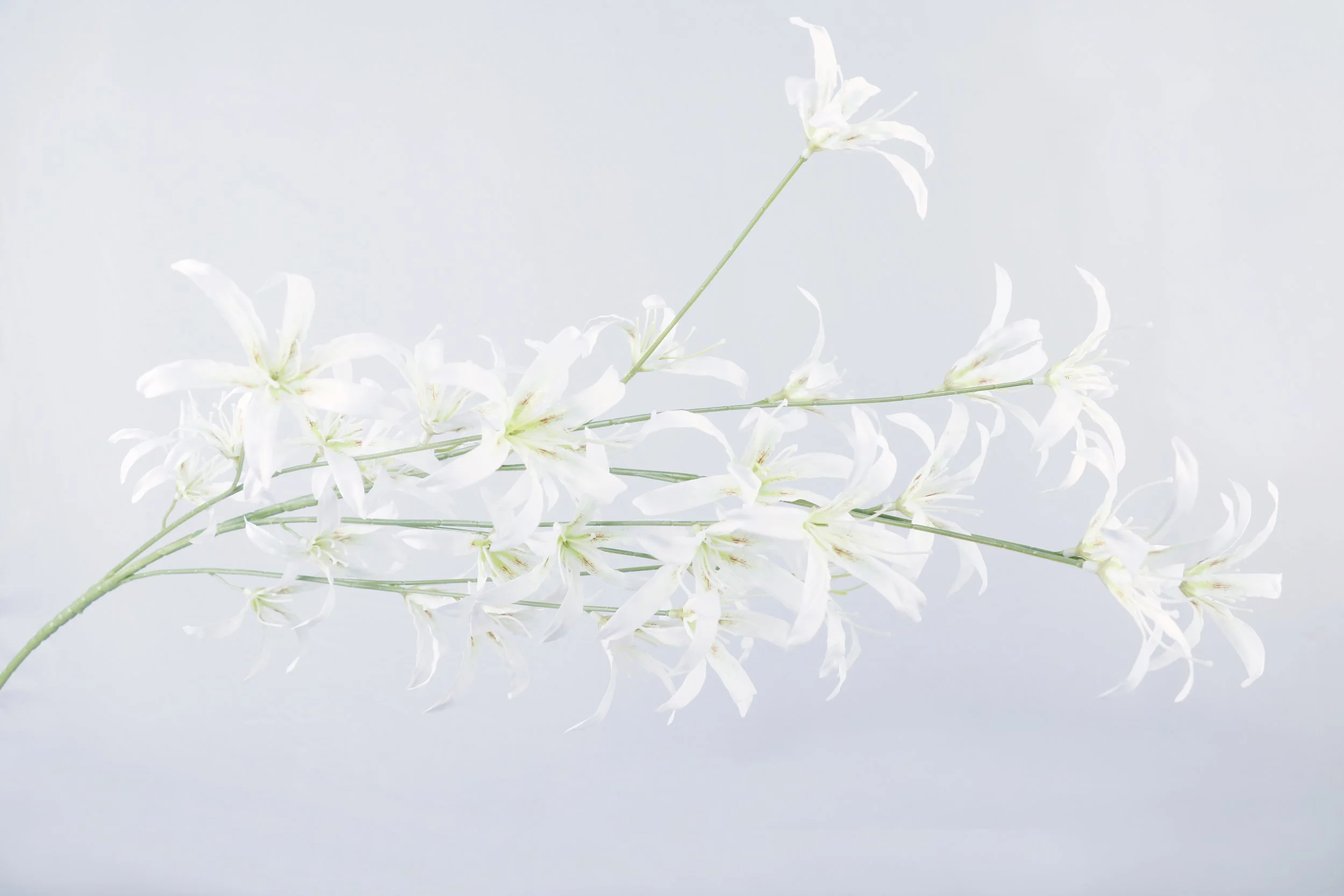 Spider Lily 
