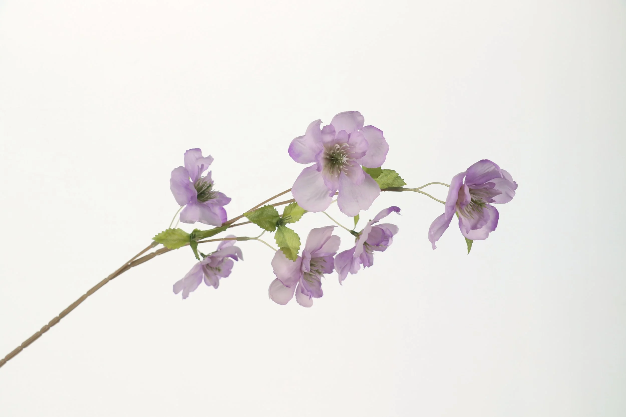 Double Cherry Blossom