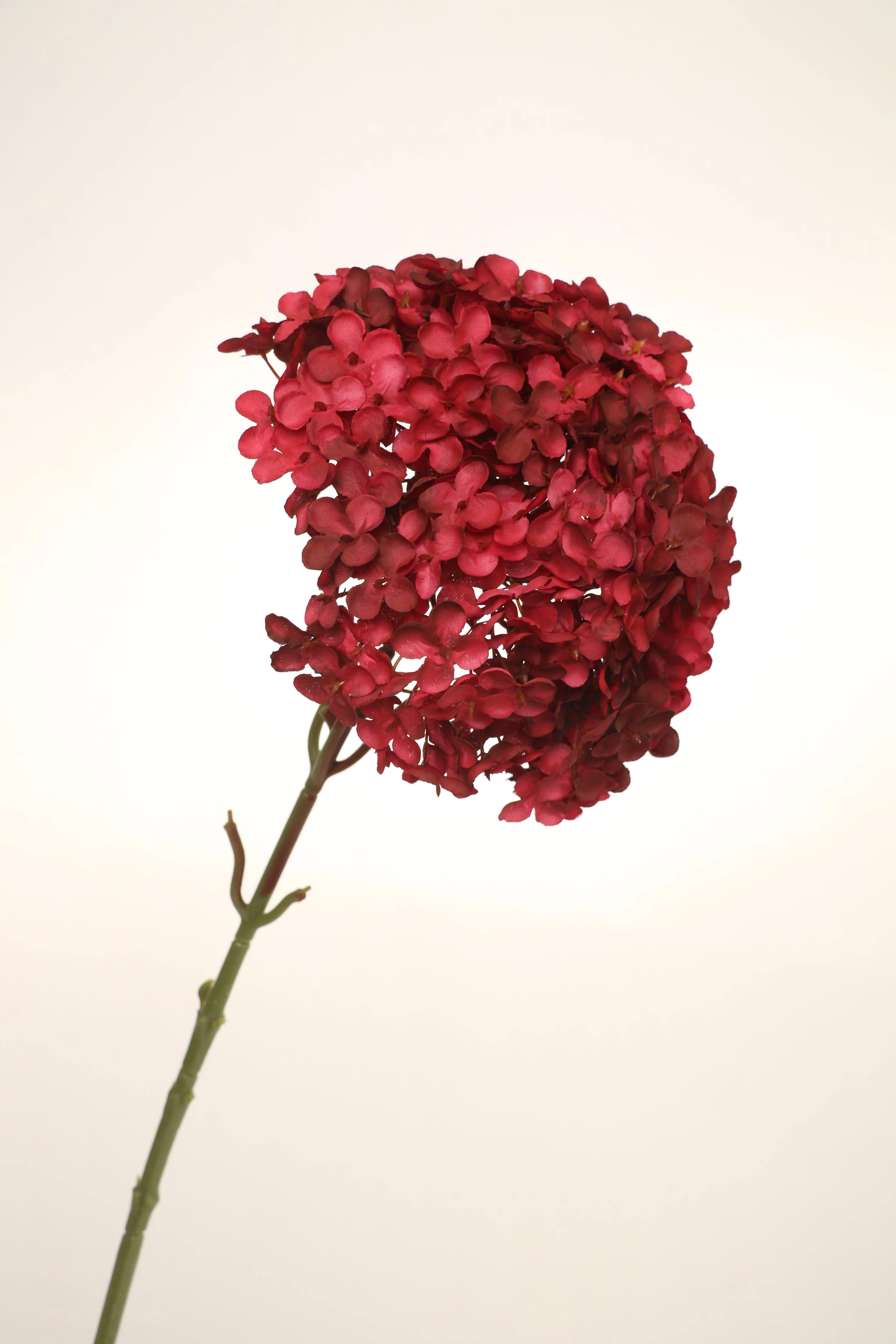 Red Hydrangea Stem