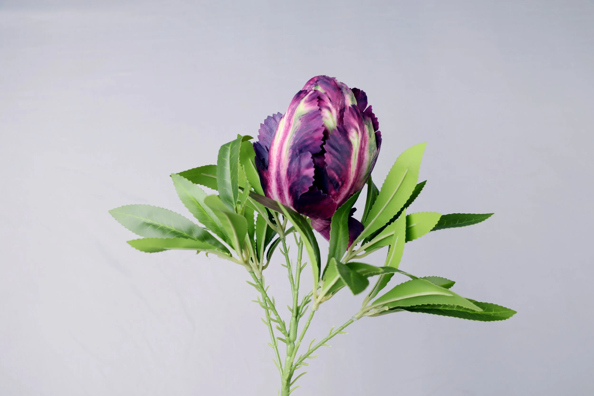 hellebore