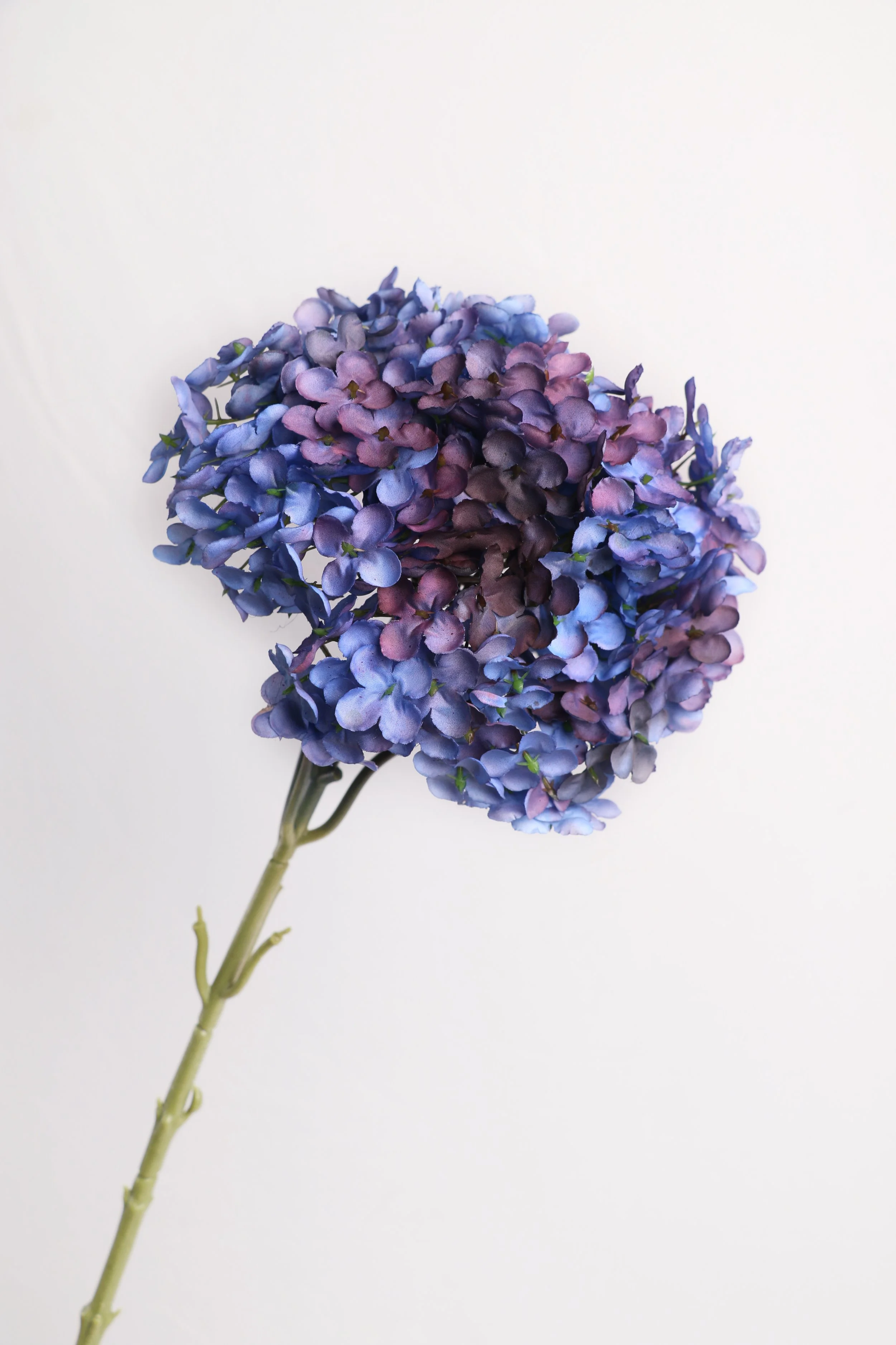 Deep Blue and Purple Hydrangea Stem