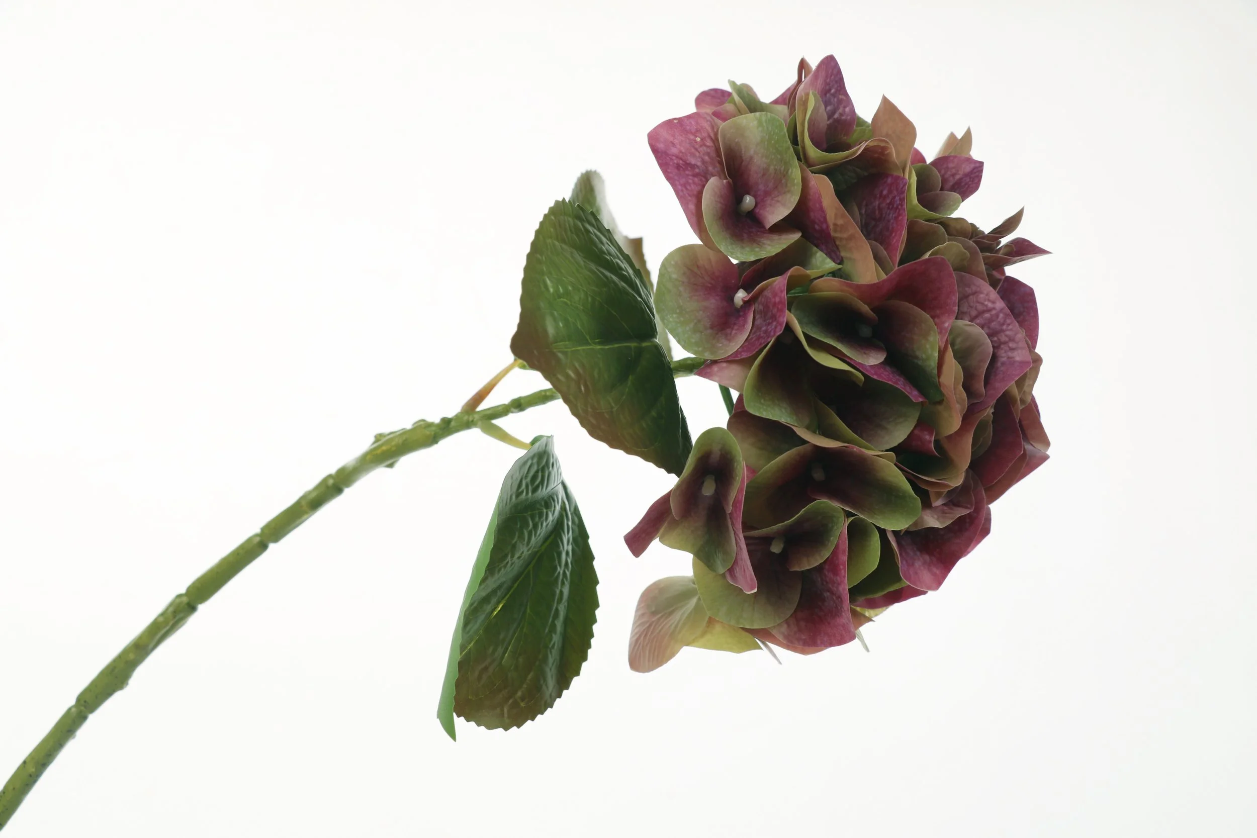 Burgundy Olive Hydrangea