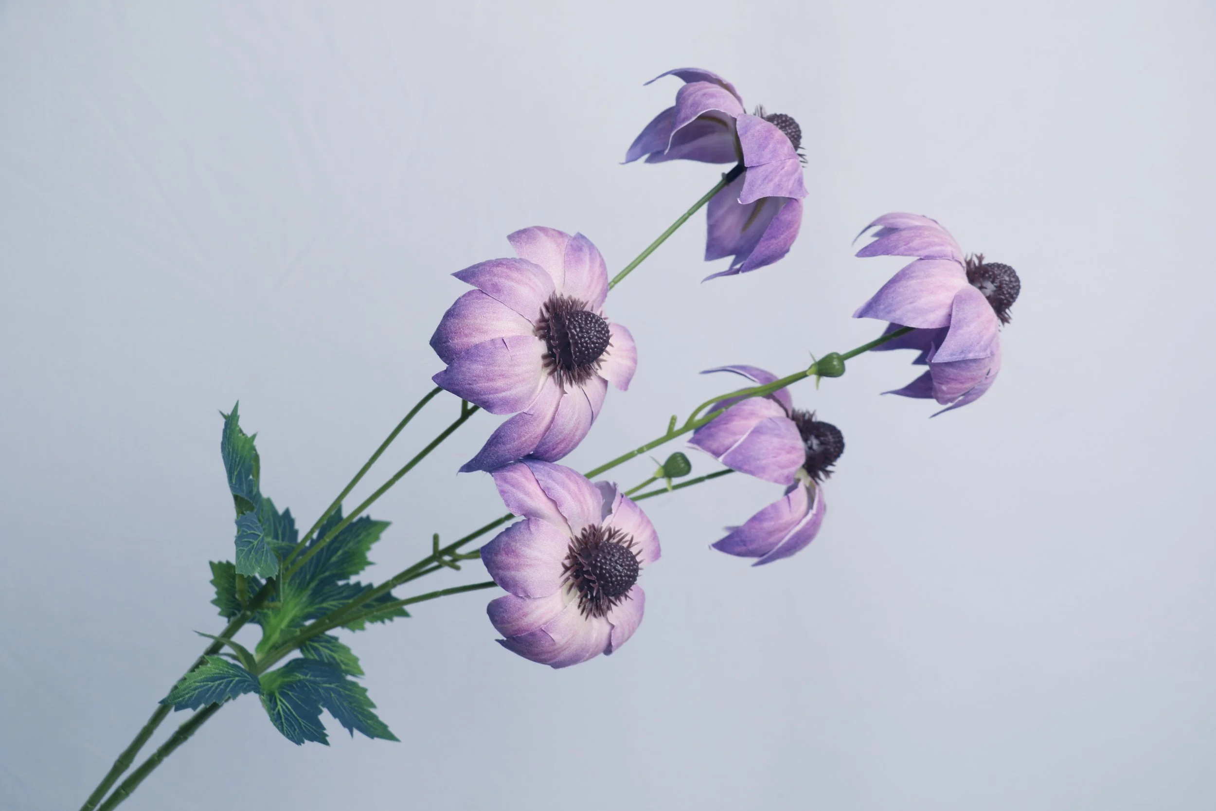 Echinacea