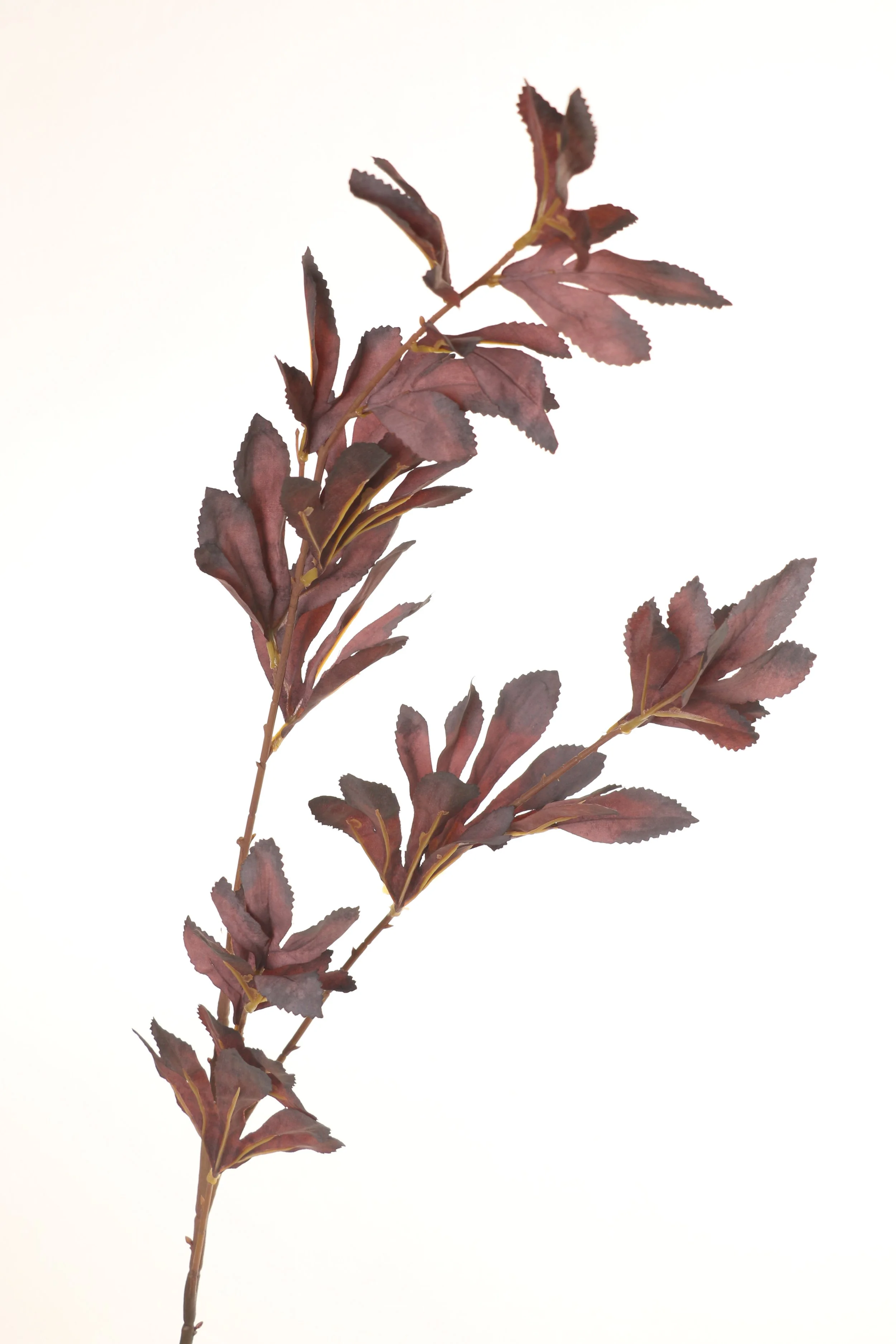 Red Photinia Branch