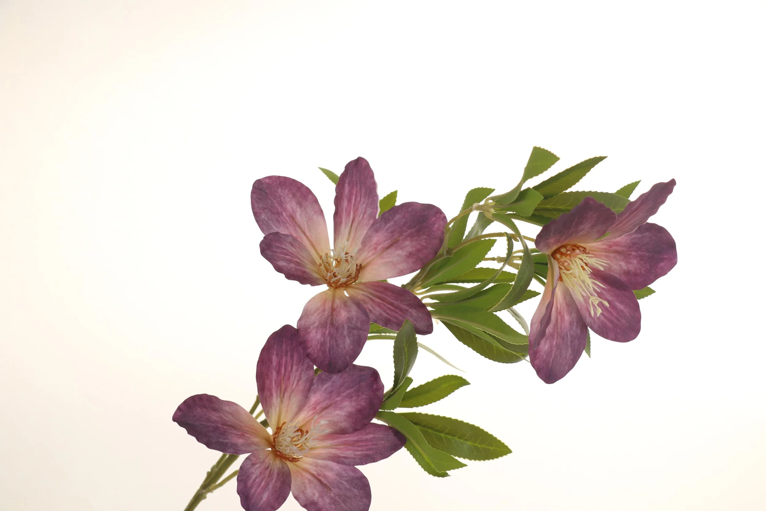 purple Clematis
